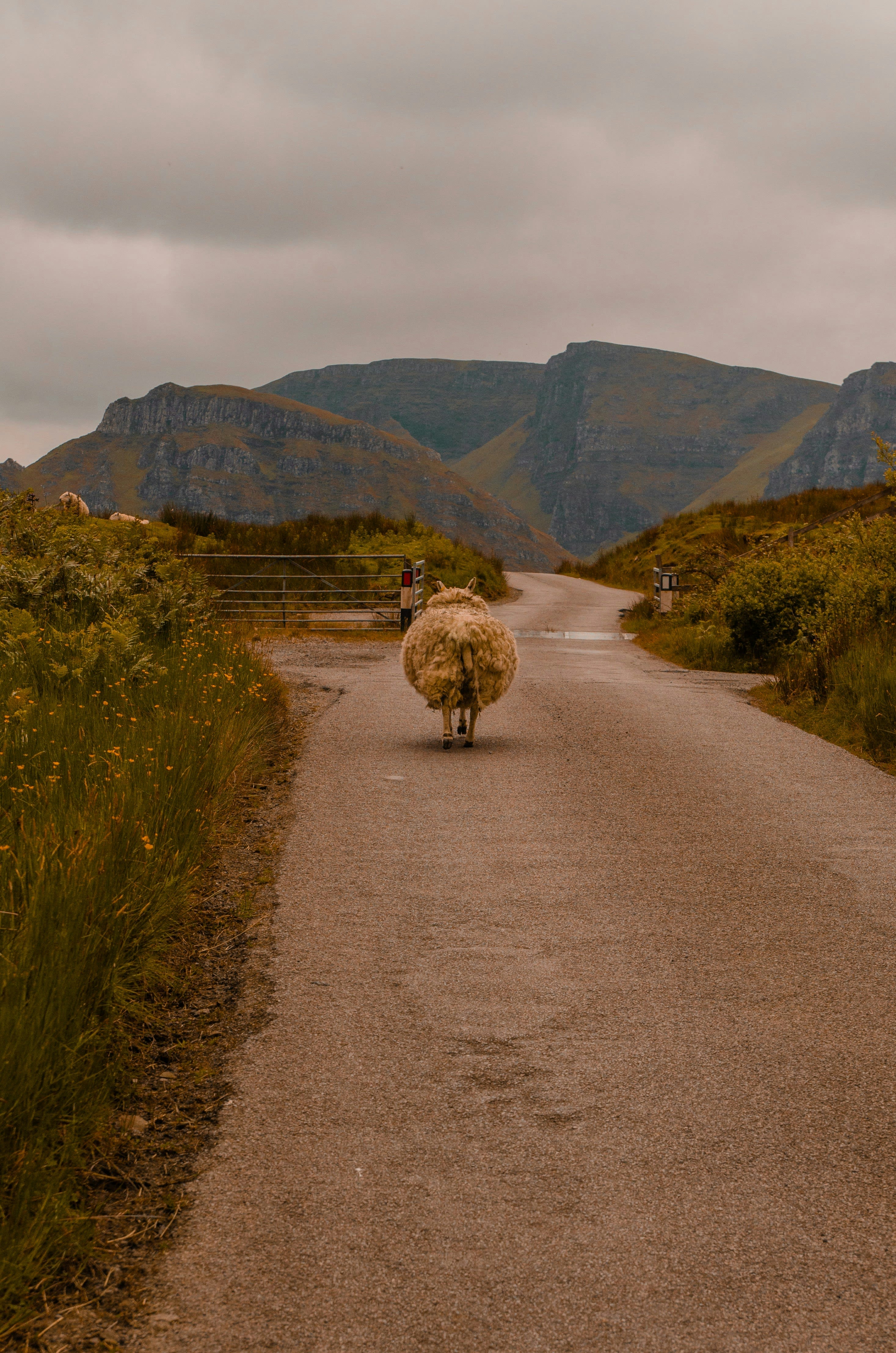 A sheep walking down a narrow road toward hills with a faint rainbow
