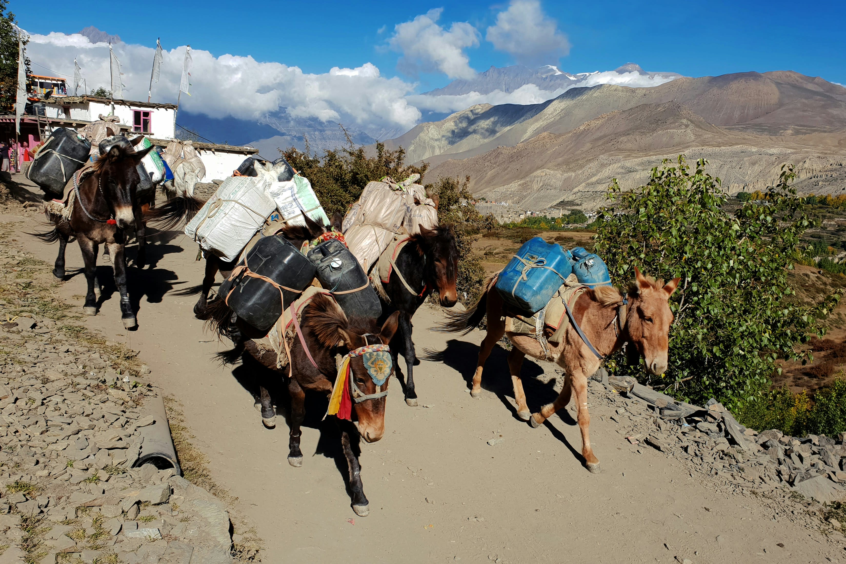 A loaded mule caravan moving along a village path between whitewashed walls