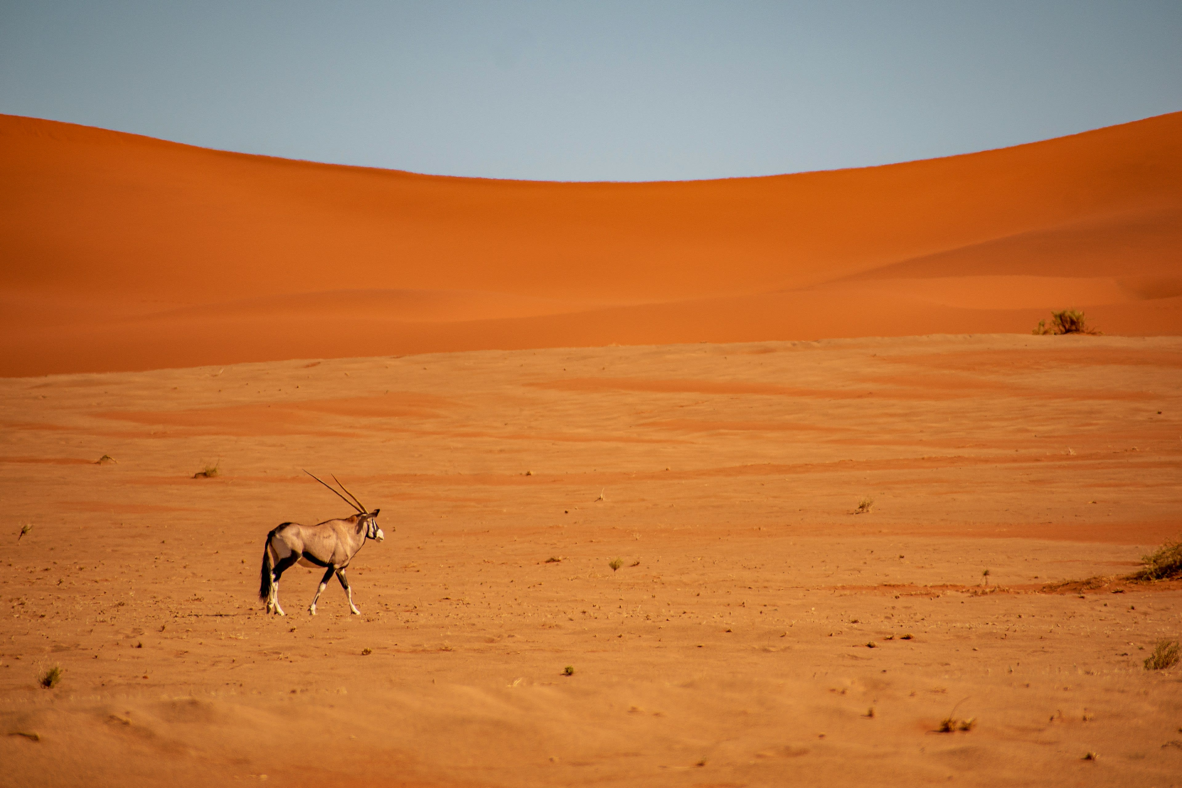 A single oryx crossing the vast face of an orange sand dune