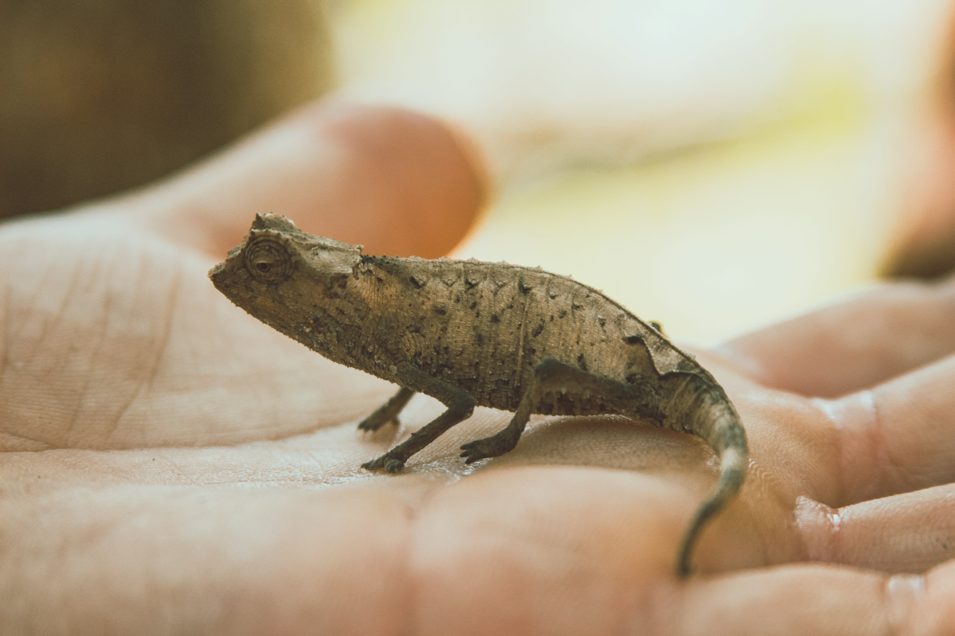 A tiny brown chameleon standing on a person's open hand