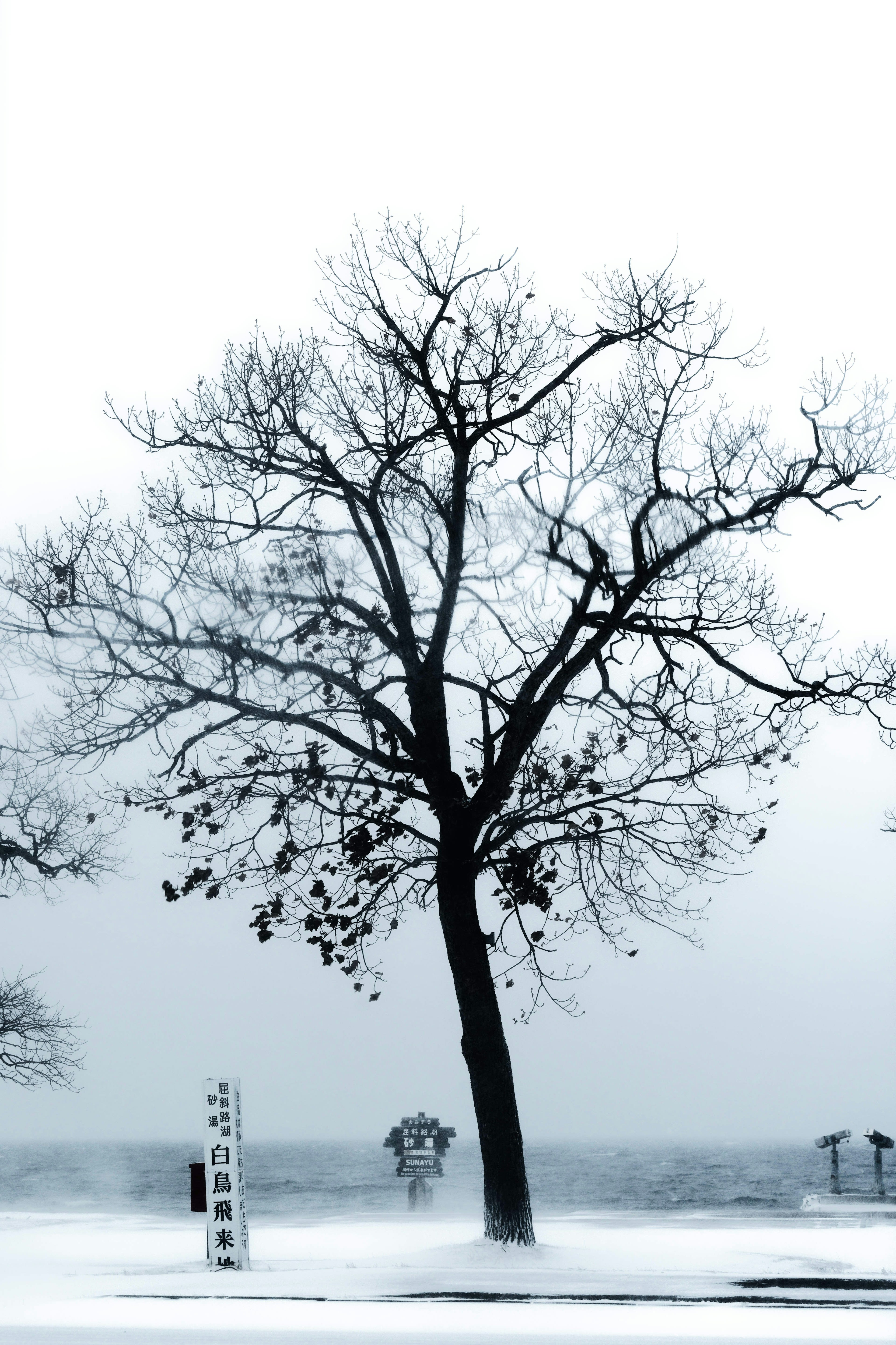 A single bare tree standing alone in deep snow