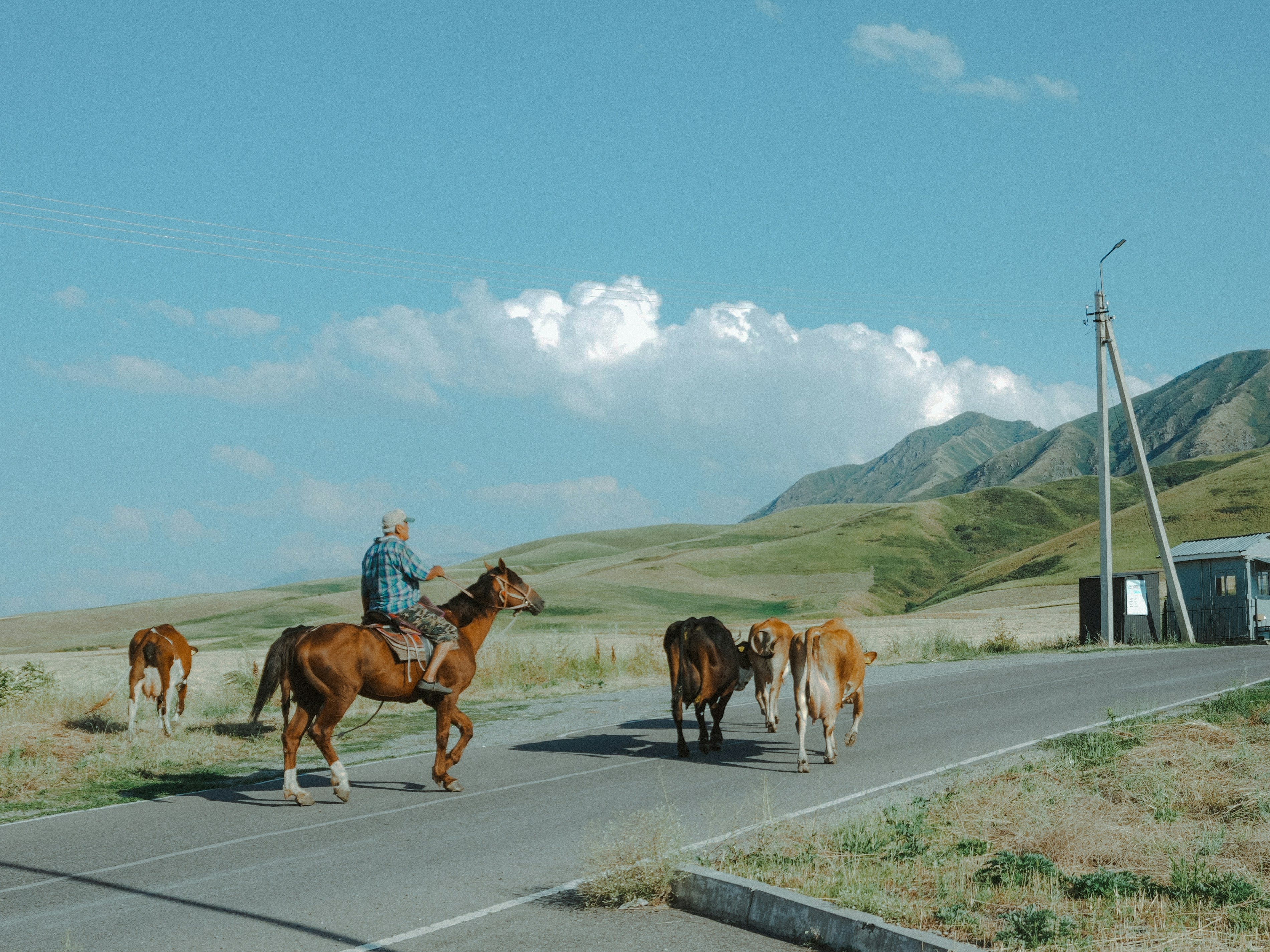 Cattle being driven along a road by a rider with green hills and mountains beyond