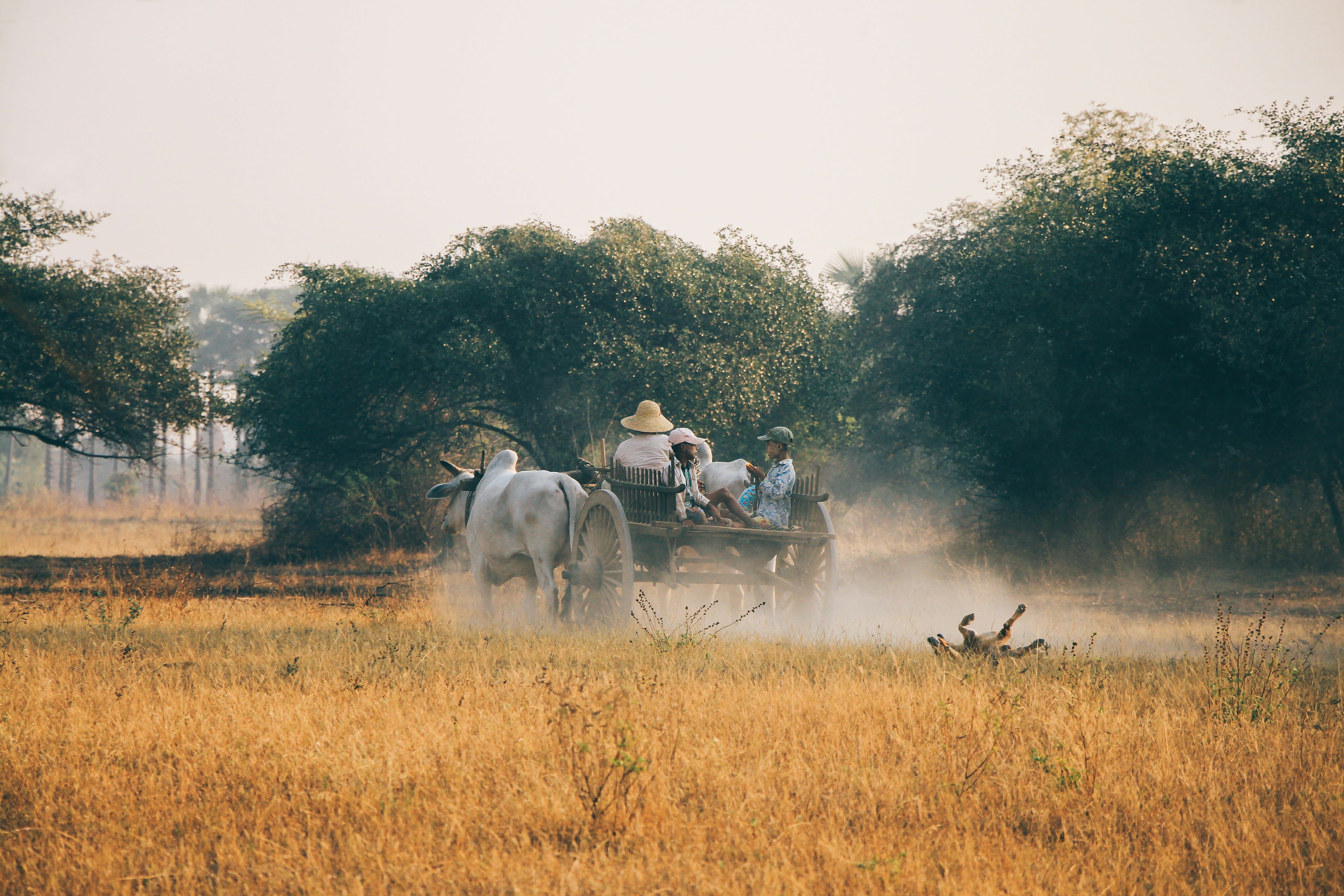 An ox cart moving through golden dry grass and dust