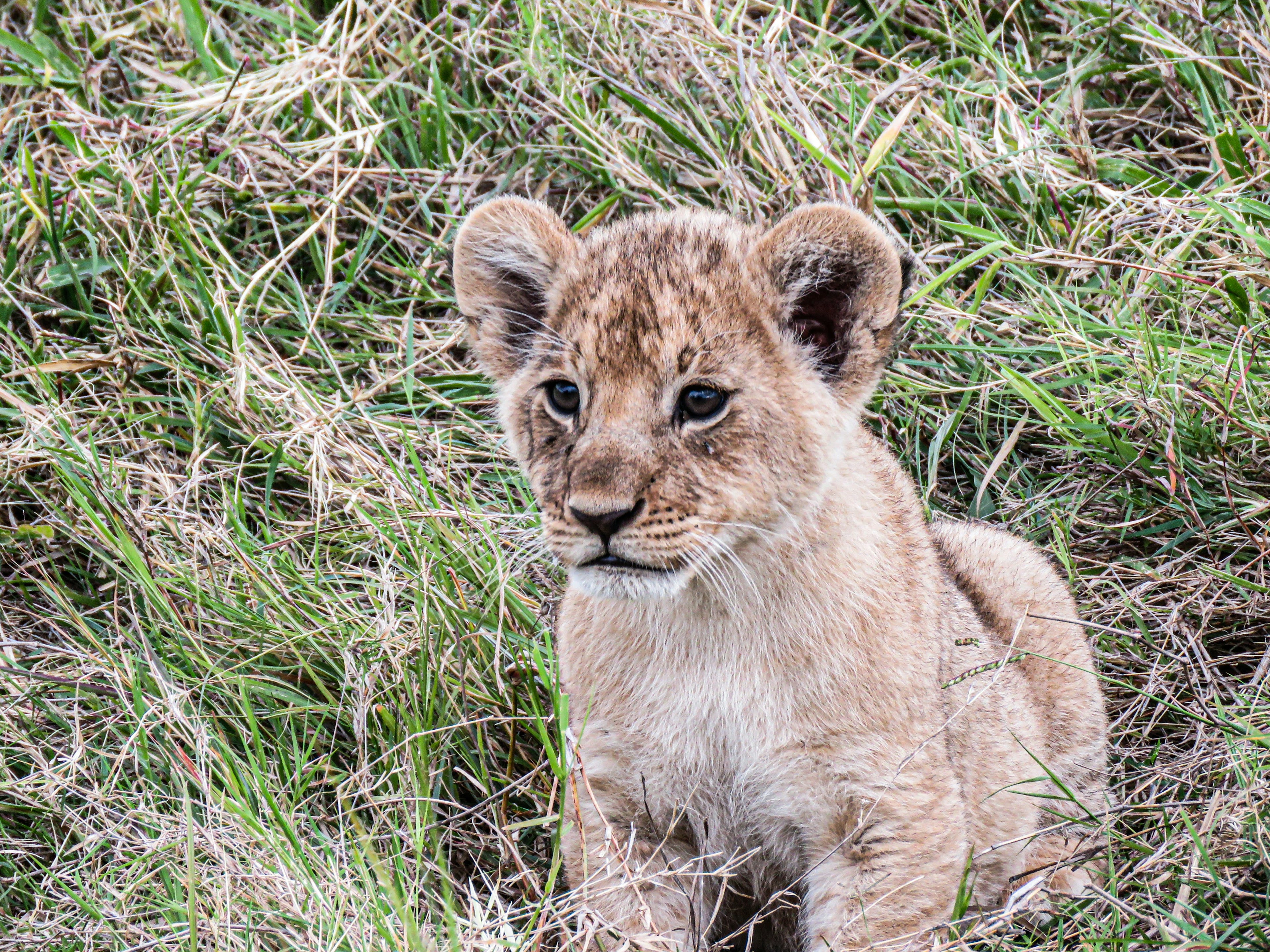A lion cub sitting upright in tall grass looking at the camera