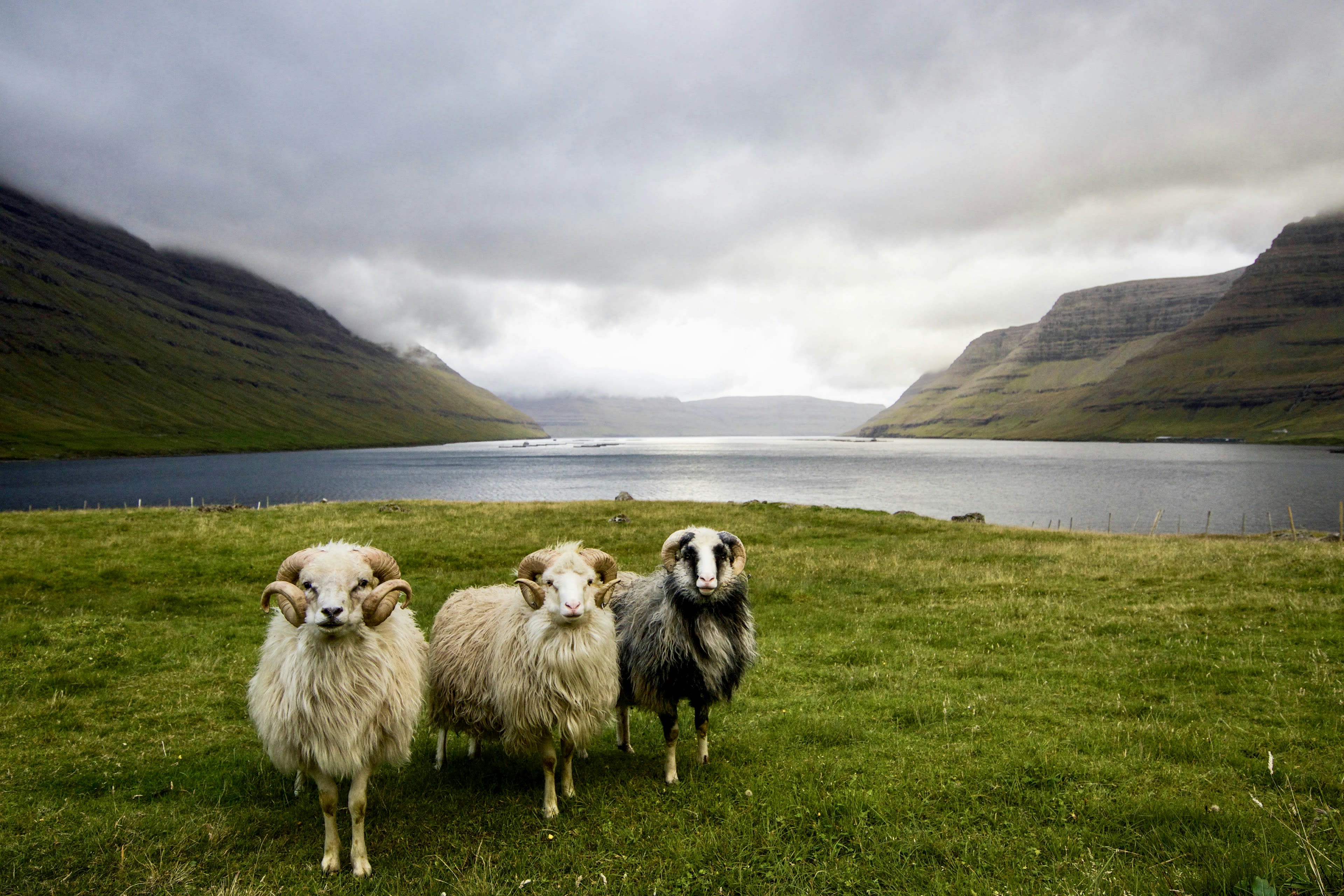 Four sheep standing on grass looking at the camera with a fjord and headlands behind