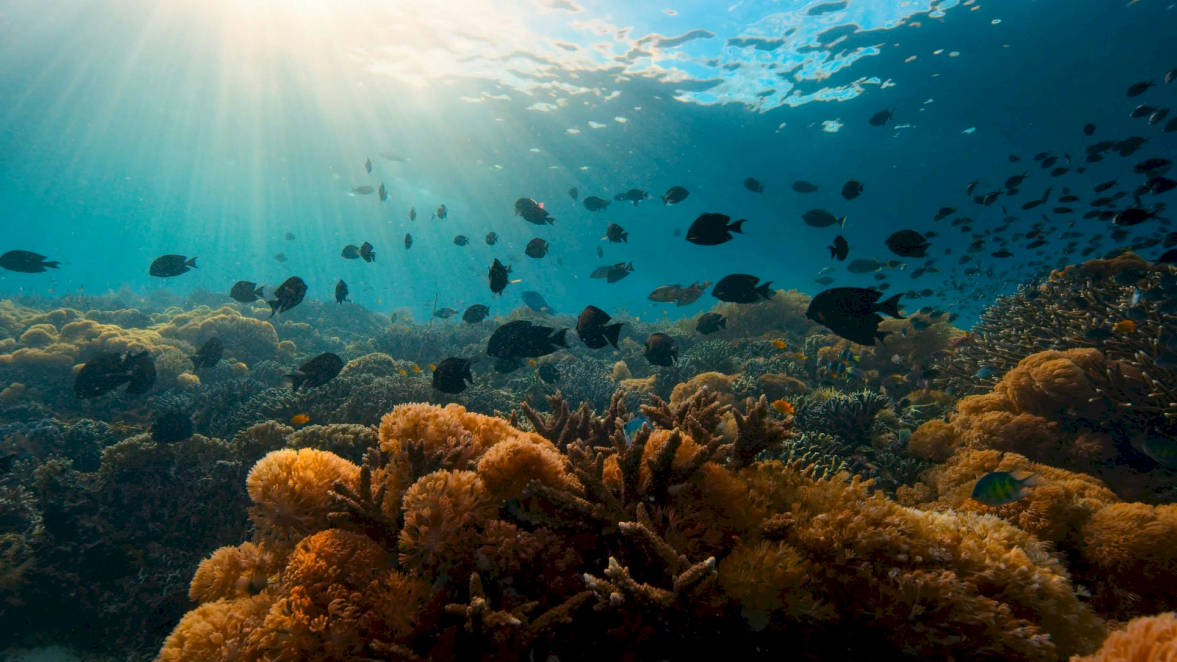 Dense schools of reef fish over coral in sunlit blue water