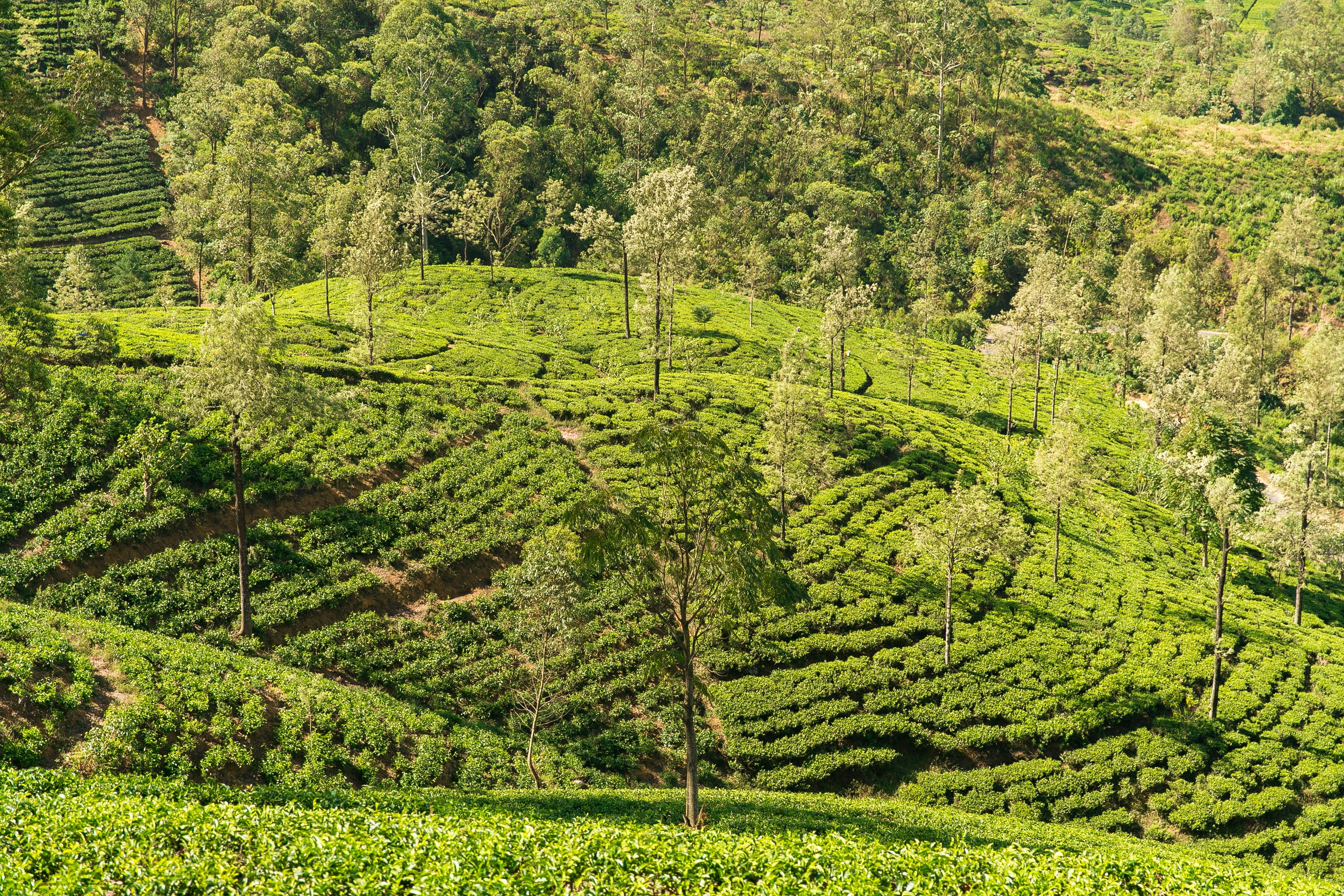 Bright green tea bushes planted in curving rows across steep hillsides