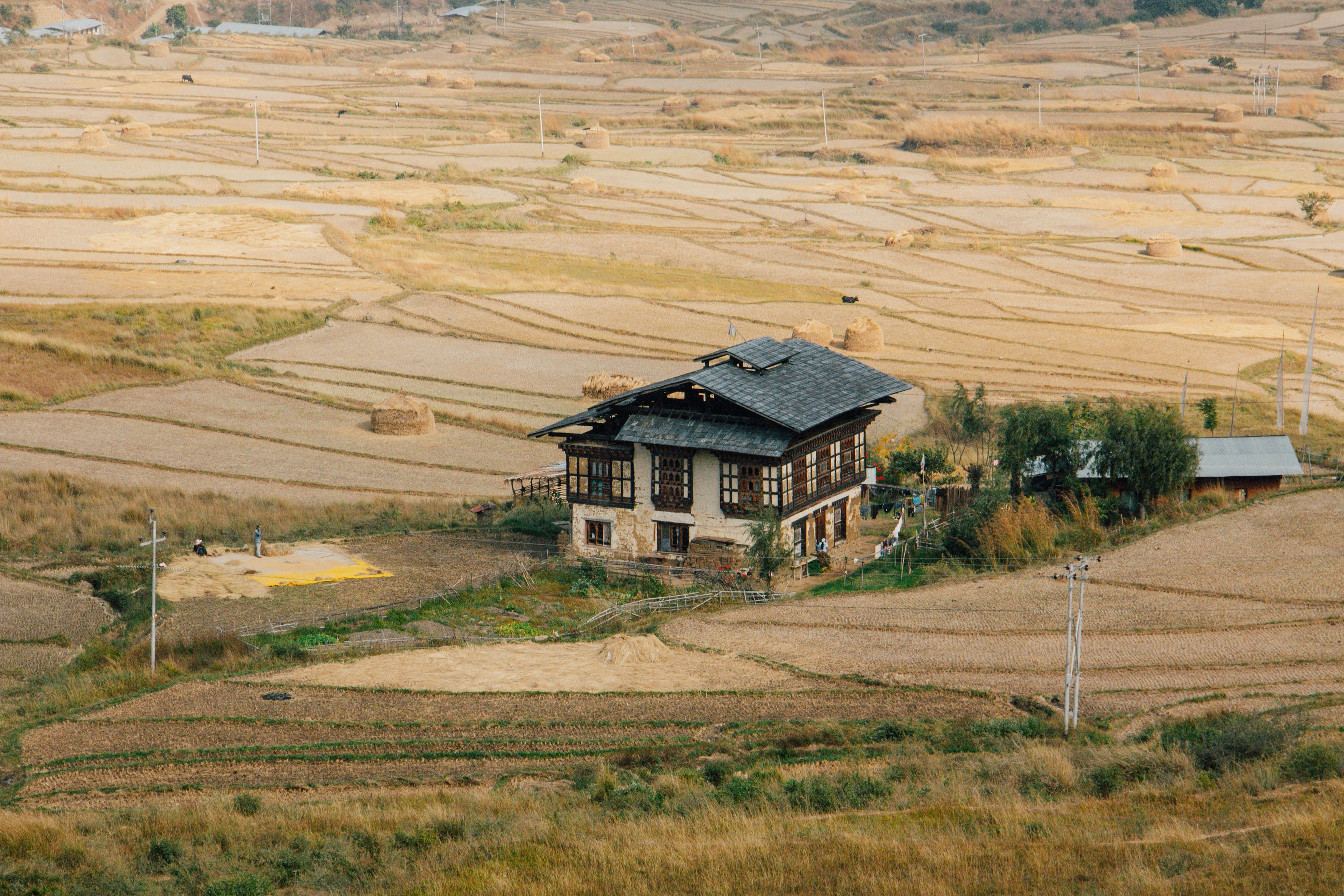 A traditional Bhutanese farmhouse standing alone in a wide golden barley field
