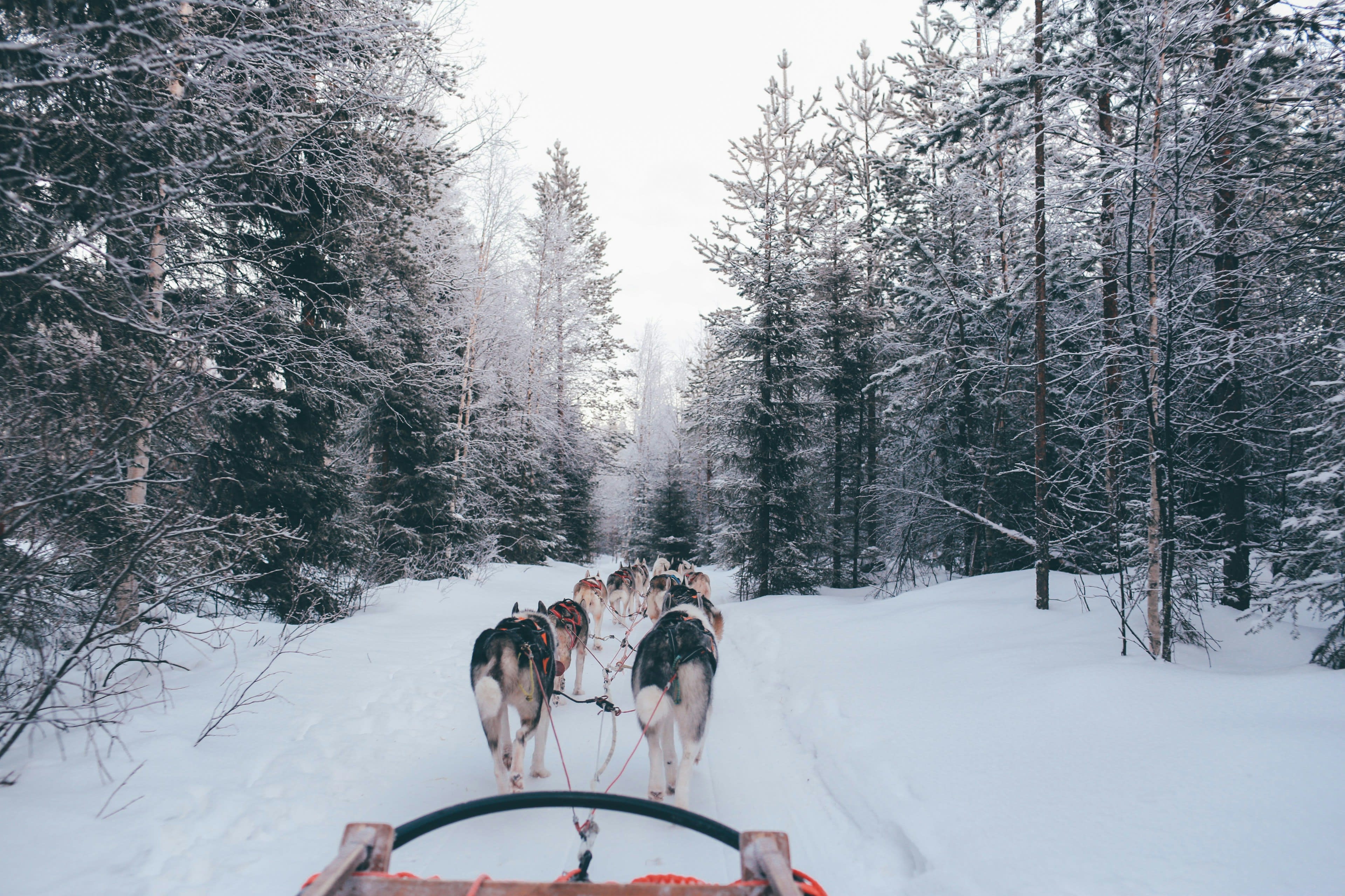 View from a moving dog sled over the backs of running huskies on a snowy trail
