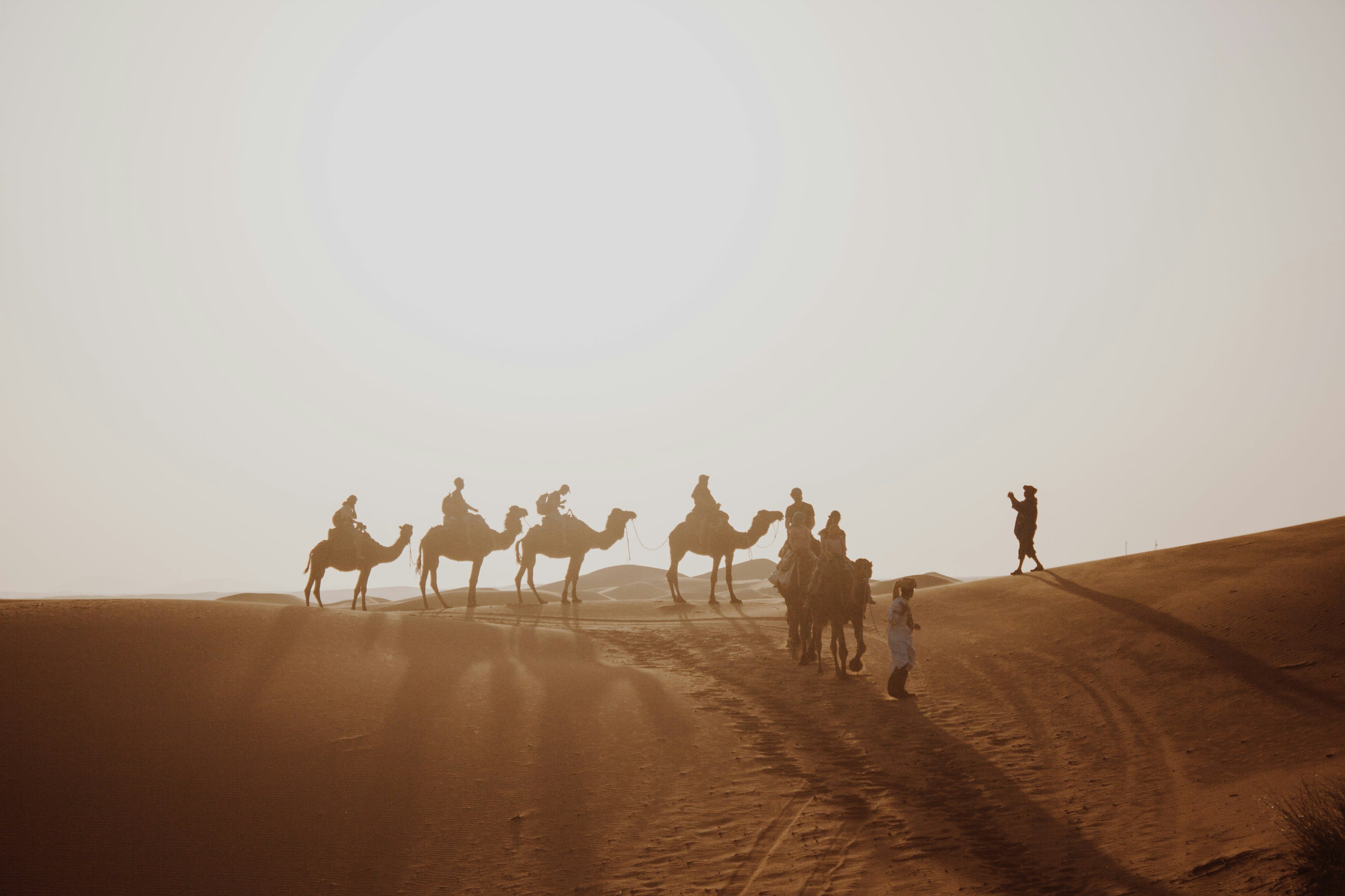 A camel caravan walking through golden dust in low desert light