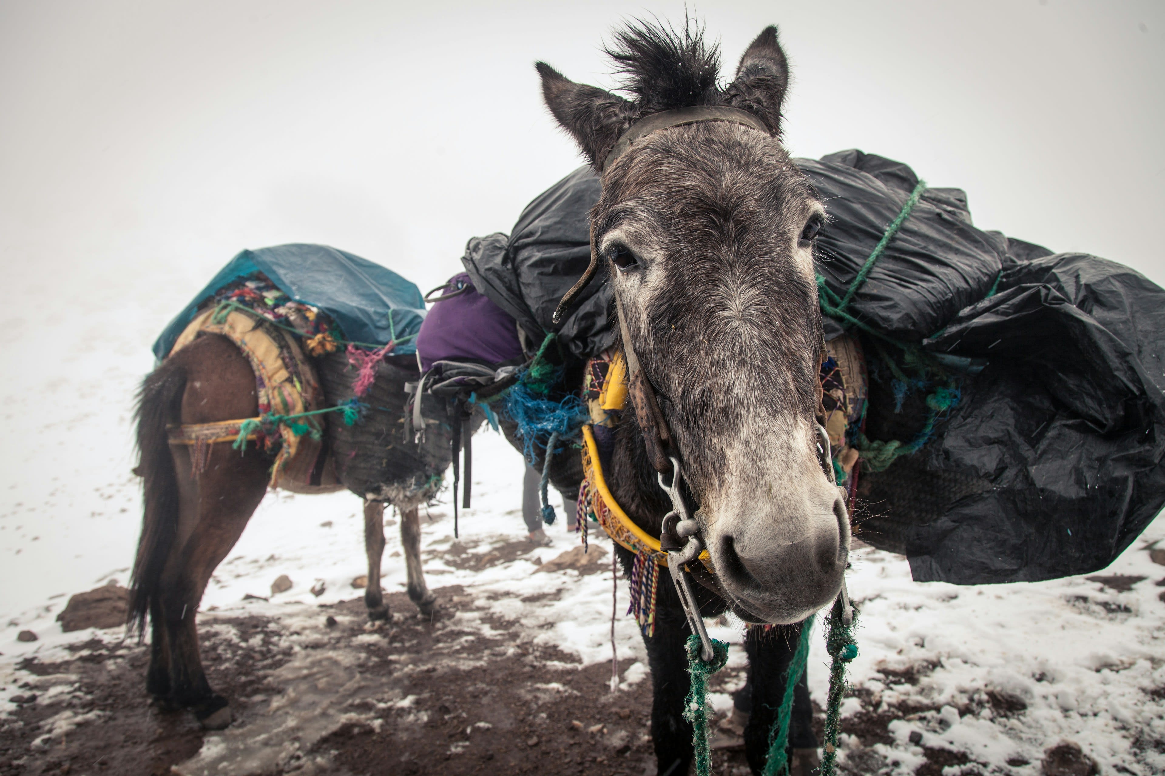 Two loaded mules standing in trodden snow with harness and blankets