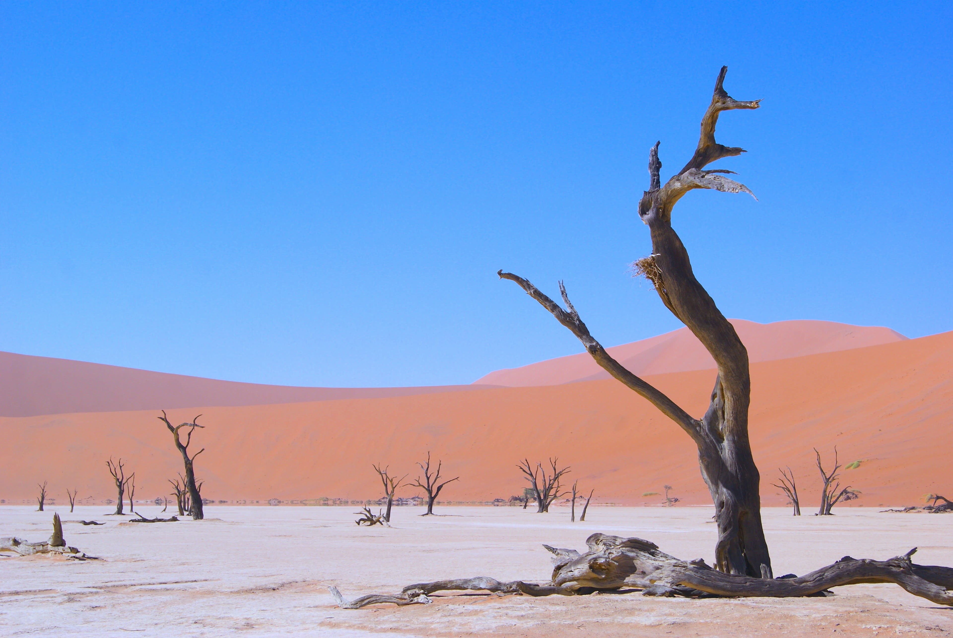 Black dead trees standing on a white clay pan below a huge orange dune