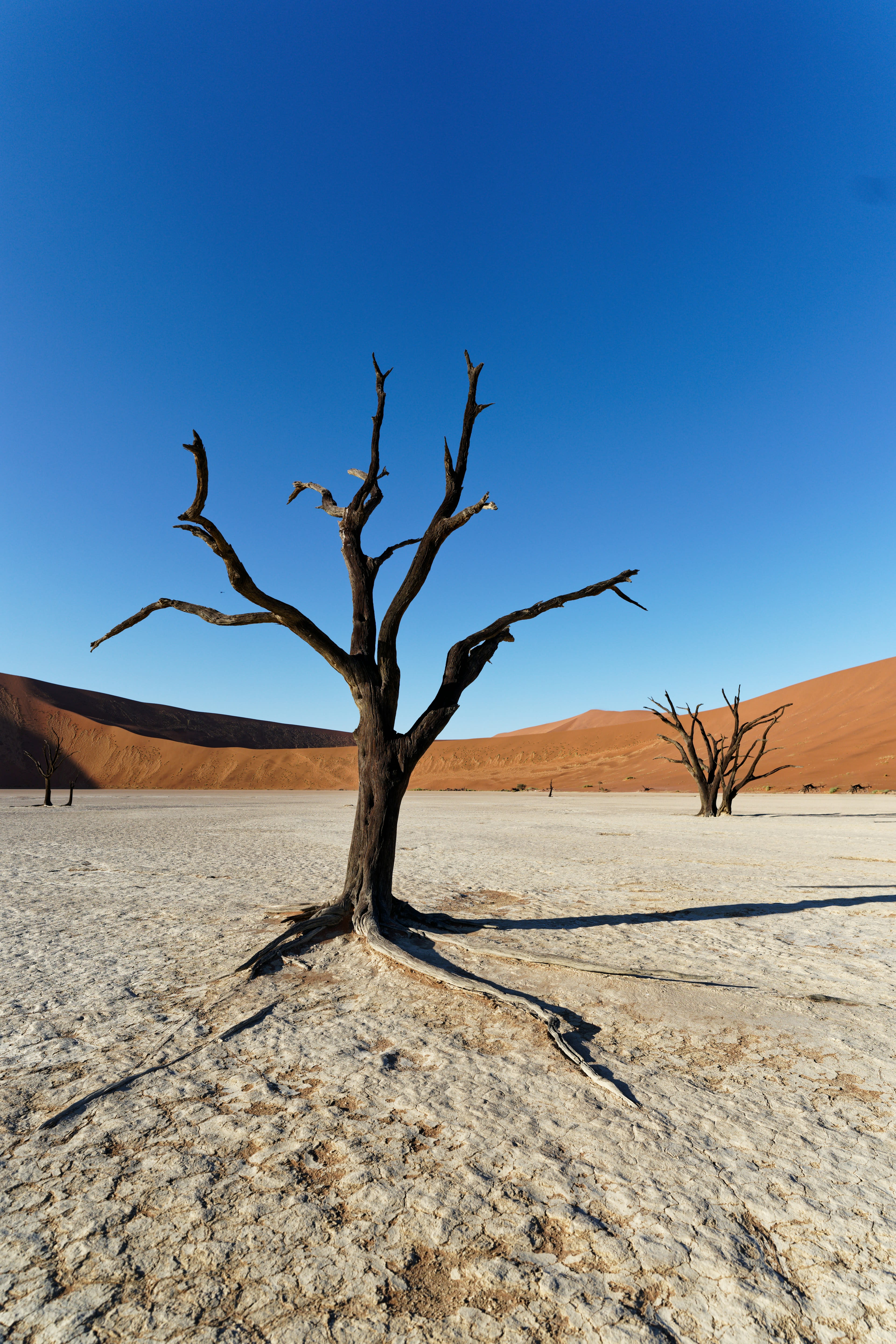 A single blackened dead tree on white cracked clay against a deep blue sky