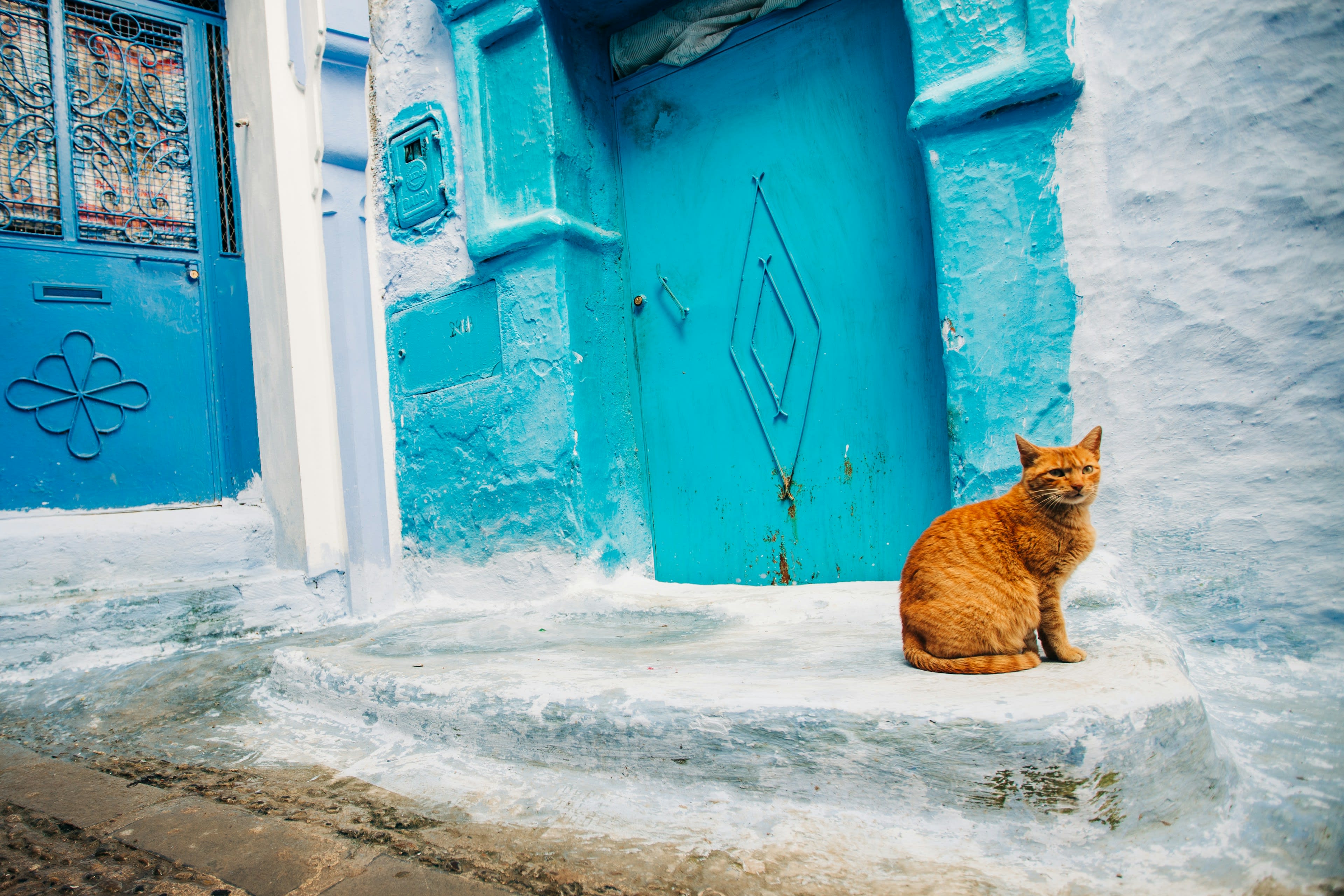 An orange tabby cat sitting on a step beside a turquoise painted door