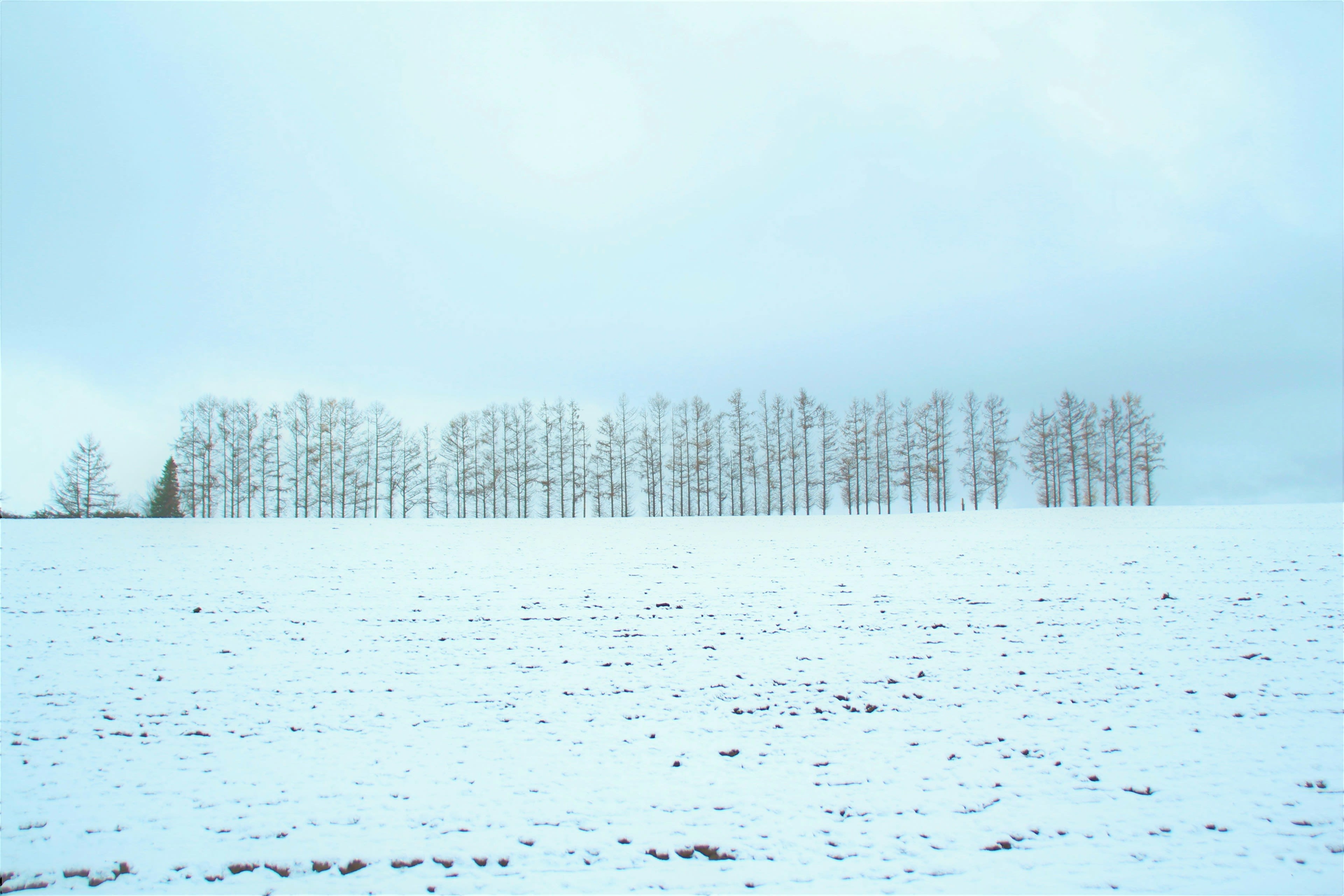 A row of bare birch trees standing in a white snow field