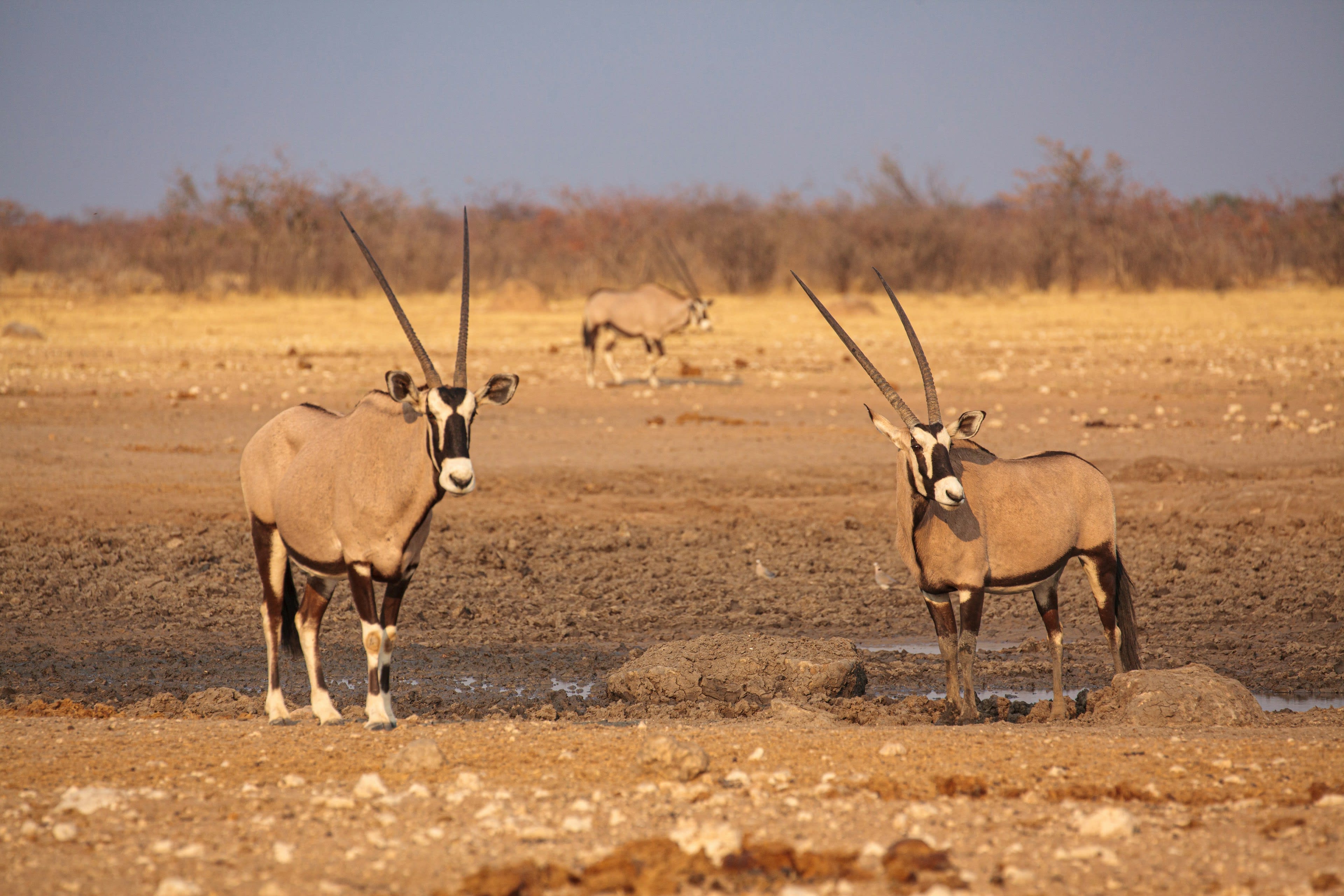 Two oryx standing at a waterhole in orange evening dust