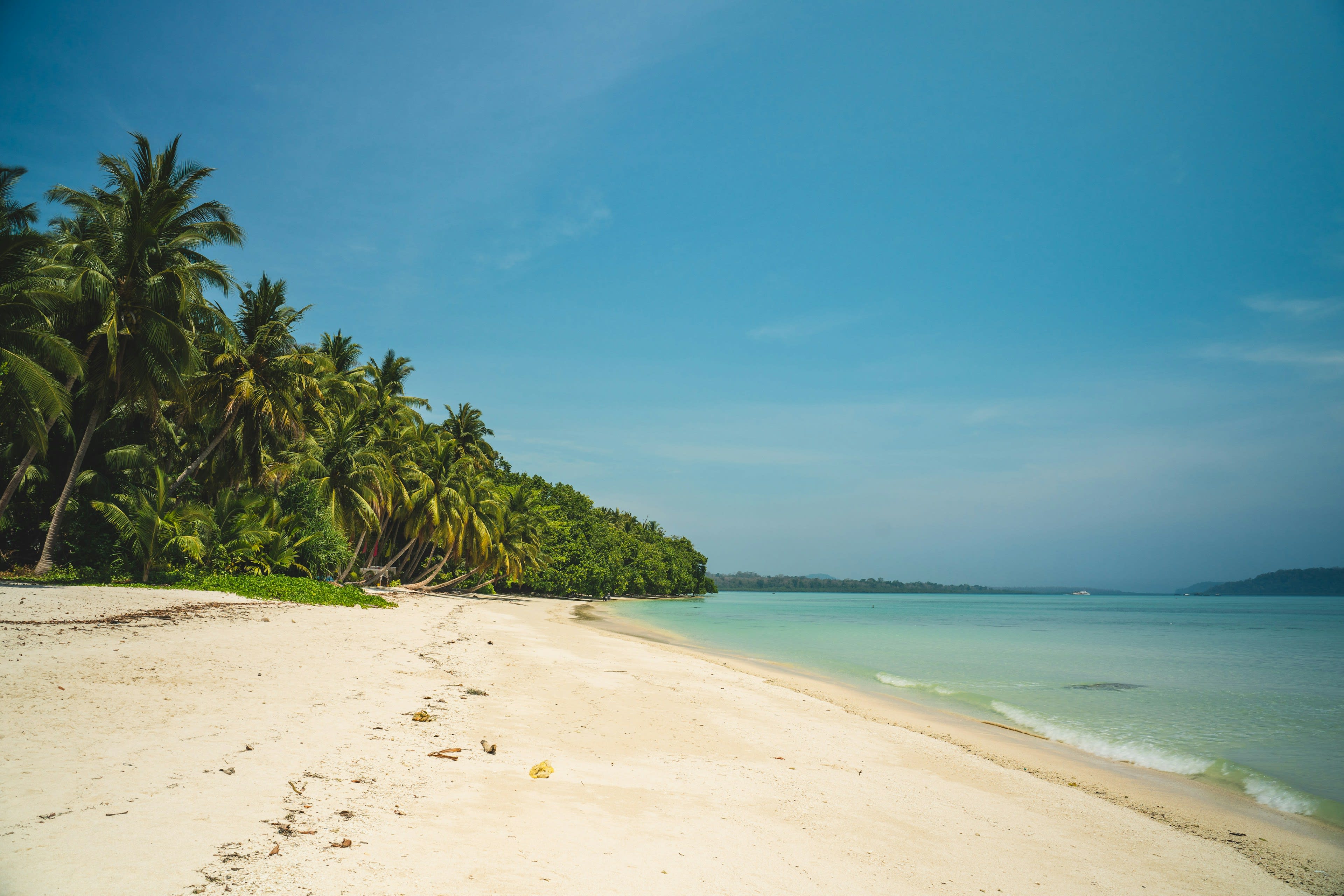 Palm trees leaning over a wide white sand beach with calm blue water