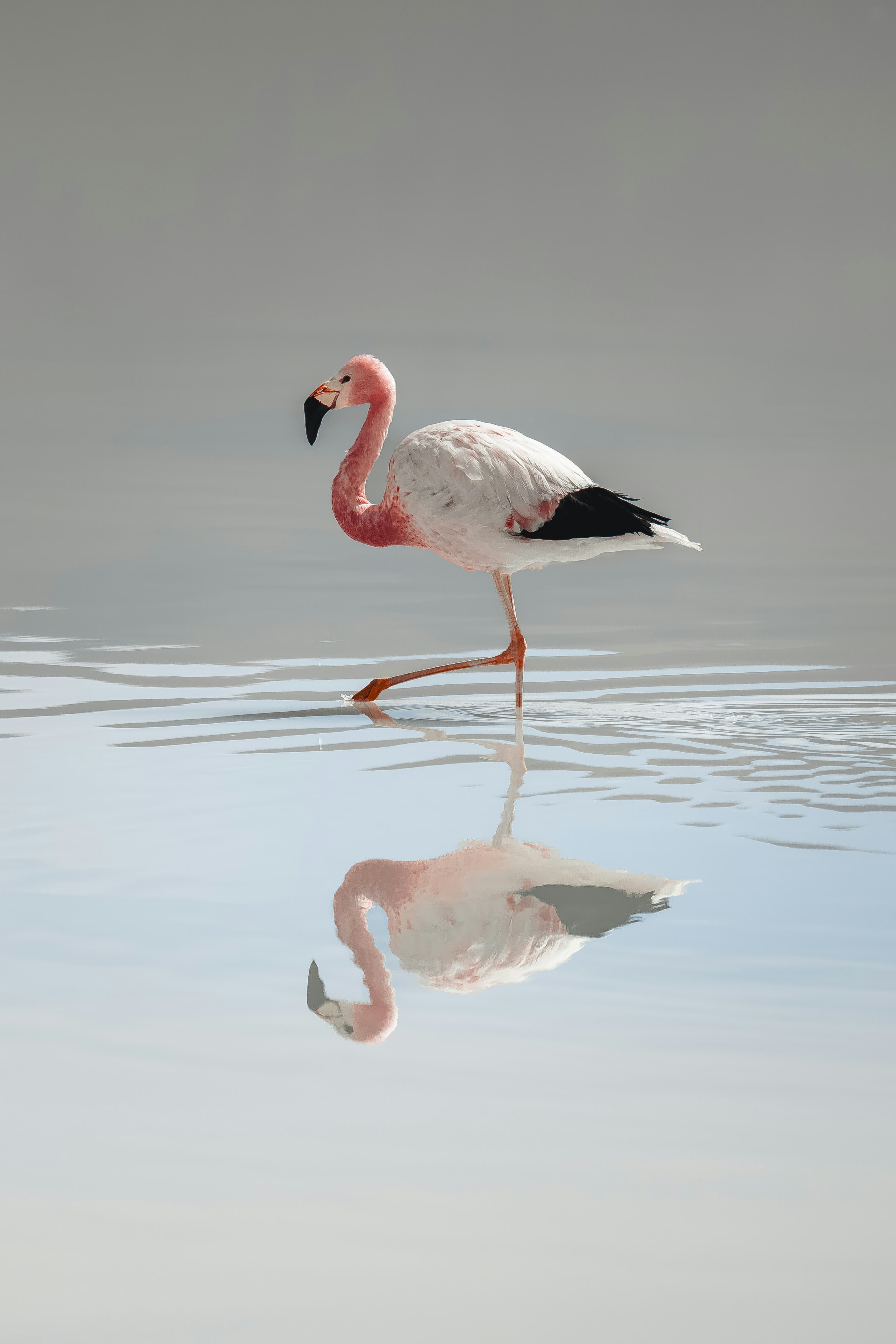 A flamingo wading in still shallow water with its reflection