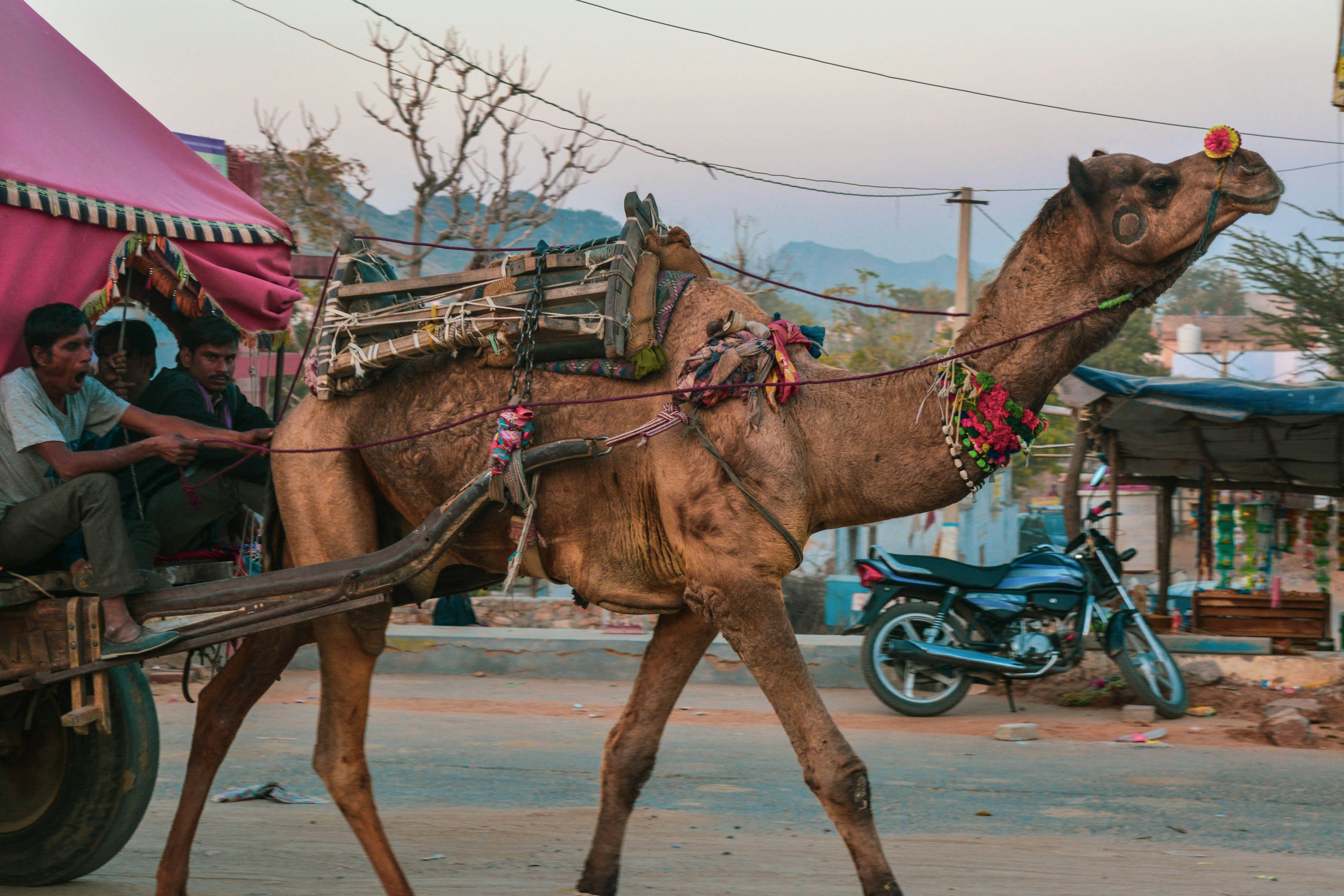 A camel pulling a cart along a dusty street