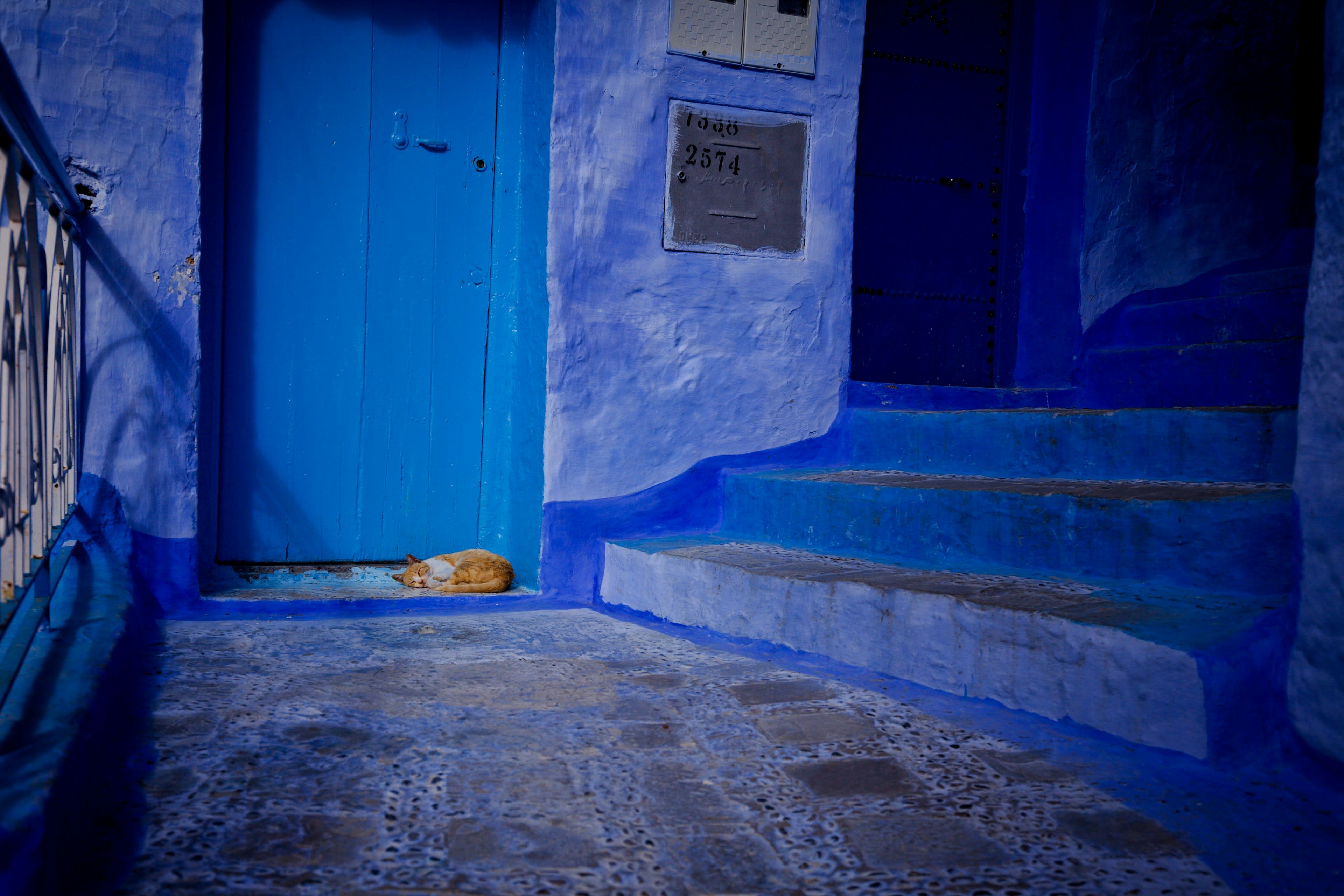 A cat asleep on the ground in front of a deep blue painted wall
