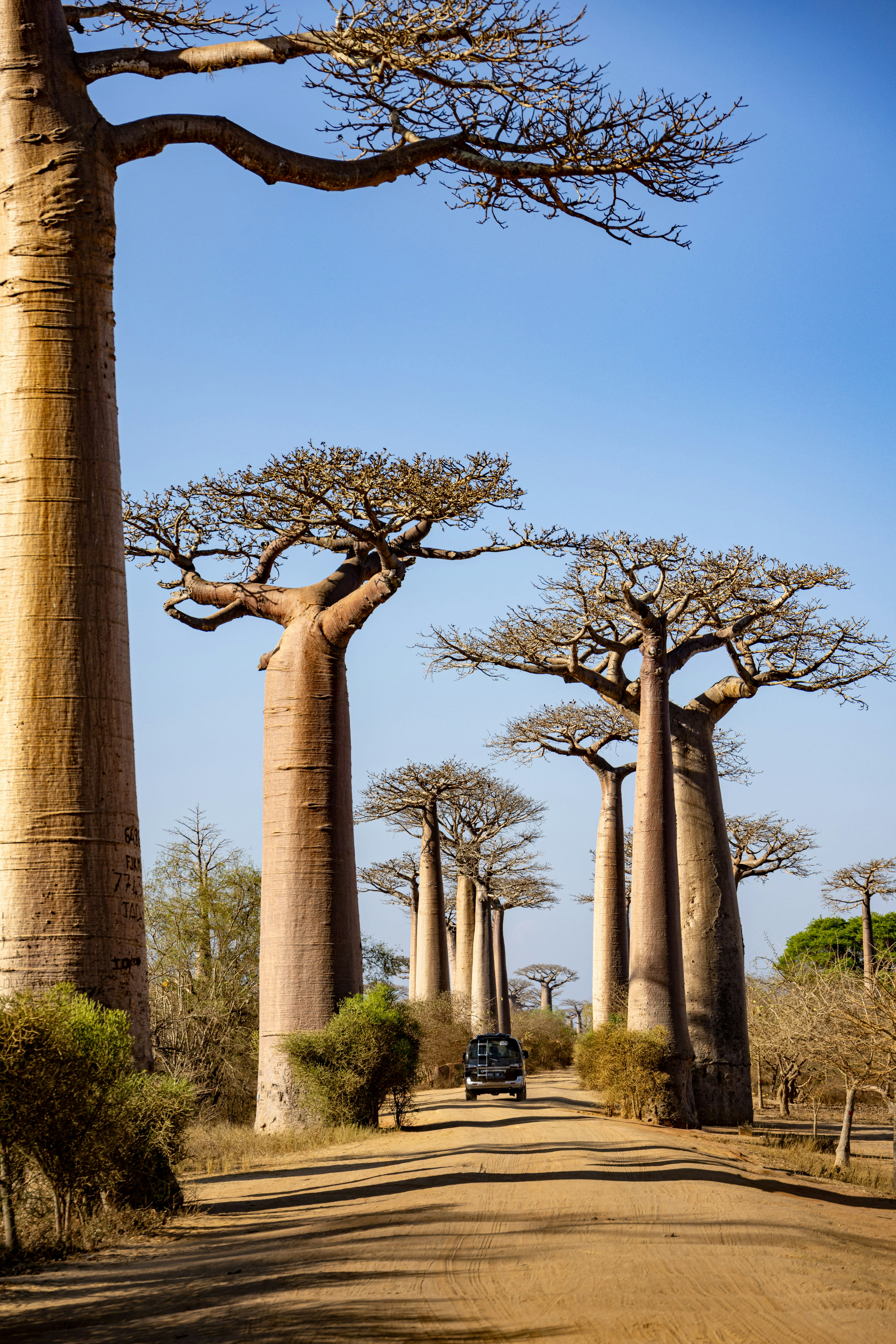 Giant baobab trees lining a dirt road under a blue sky