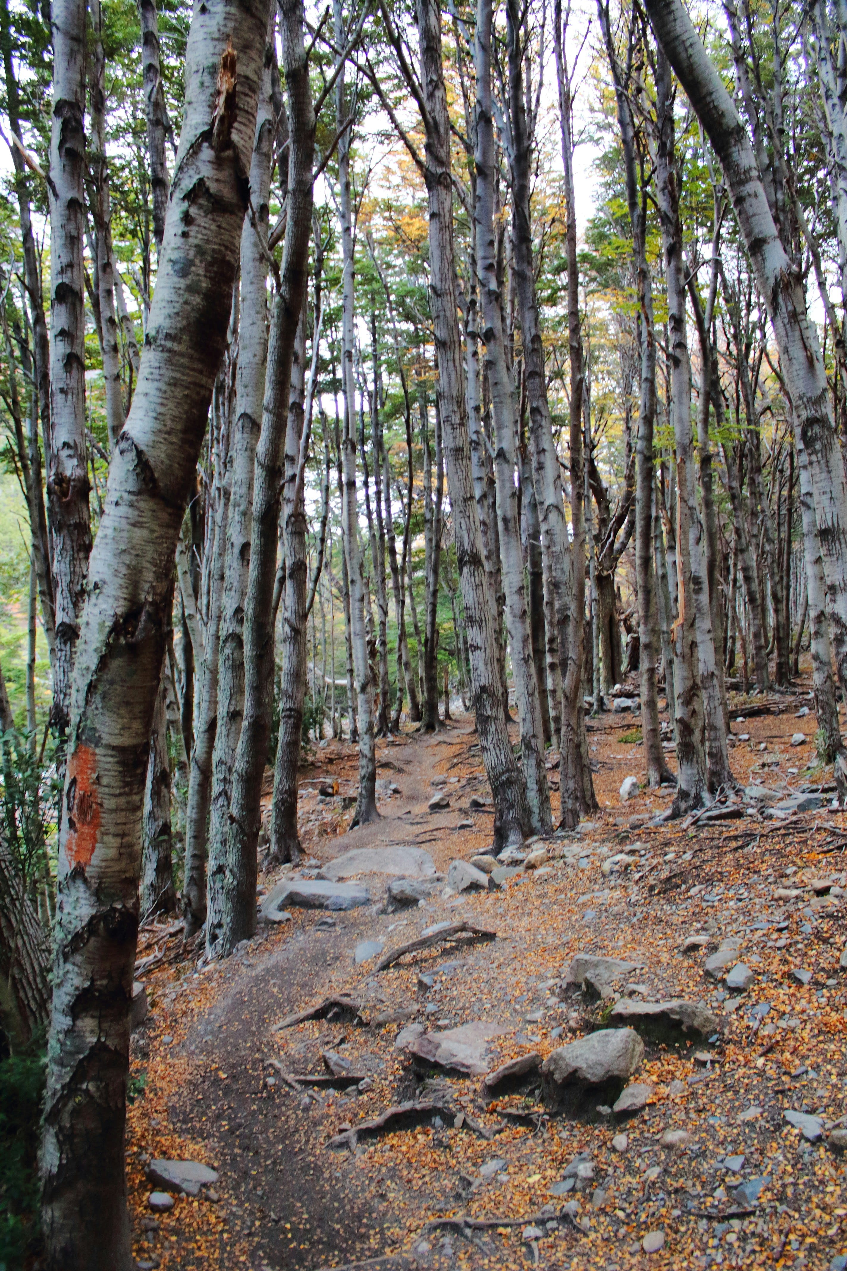 A dirt path through a bare southern beech forest with fallen leaves