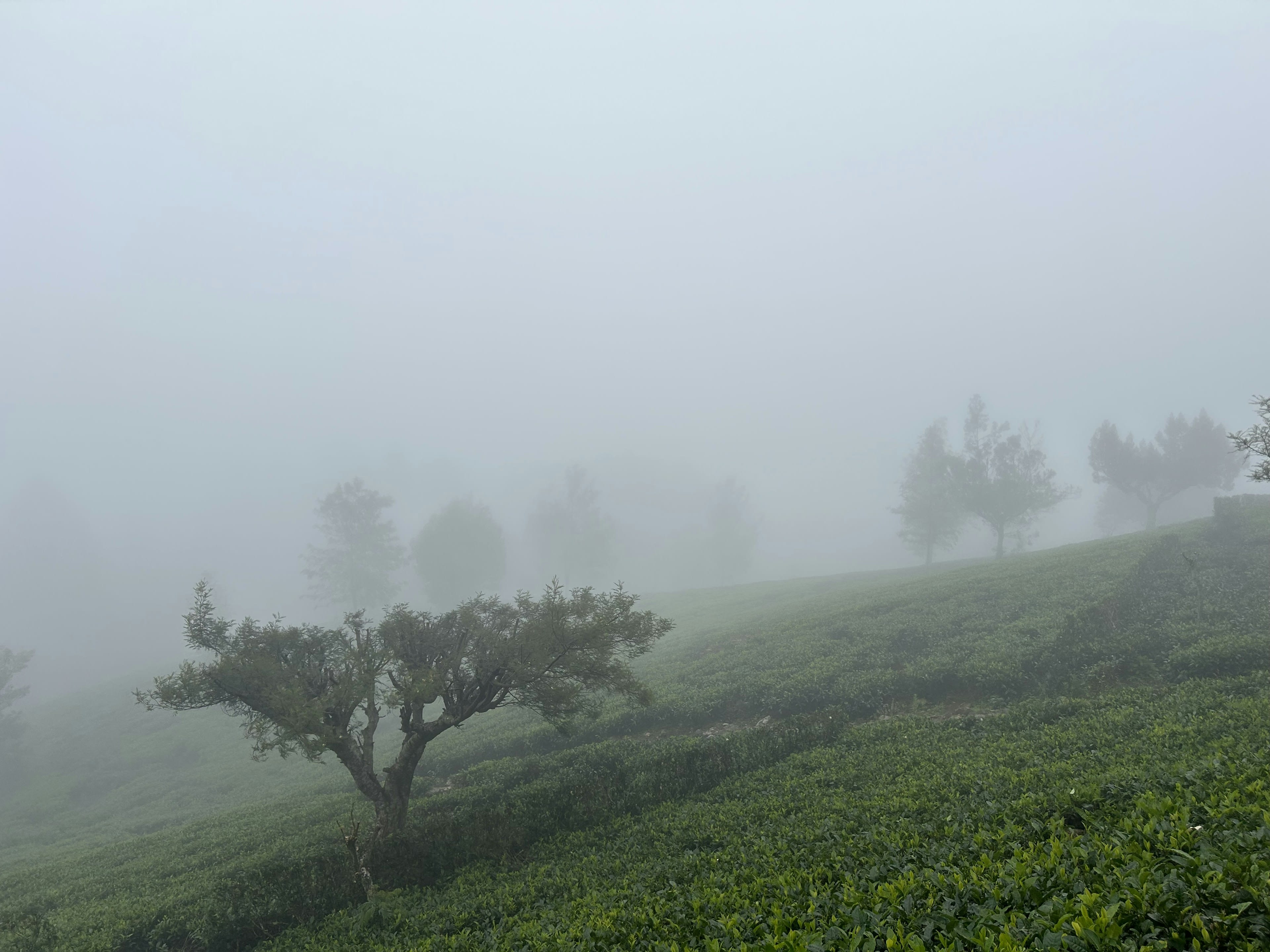 Bare trees standing in tea bushes disappearing into thick fog
