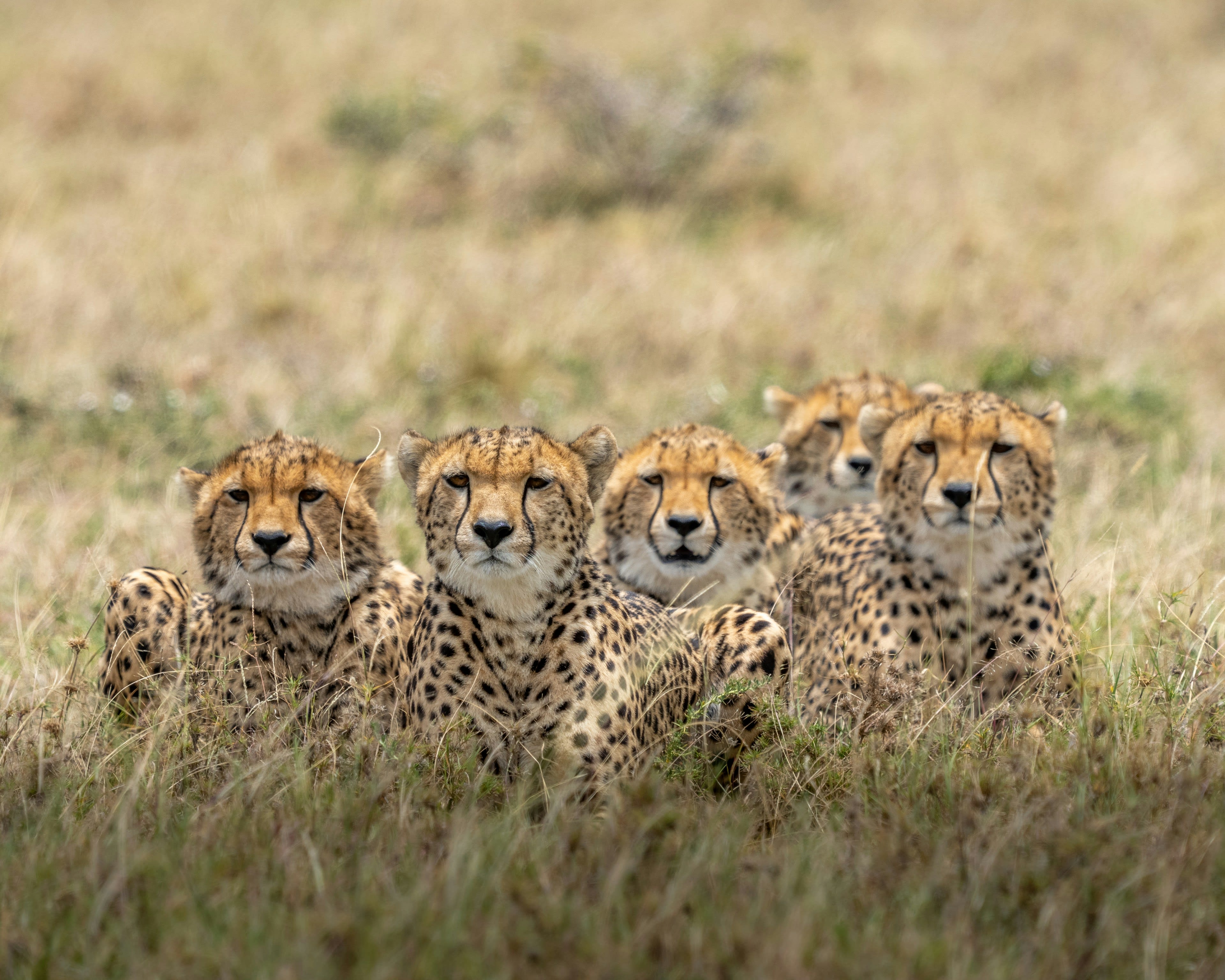 Five cheetahs sitting together in a row in golden grass