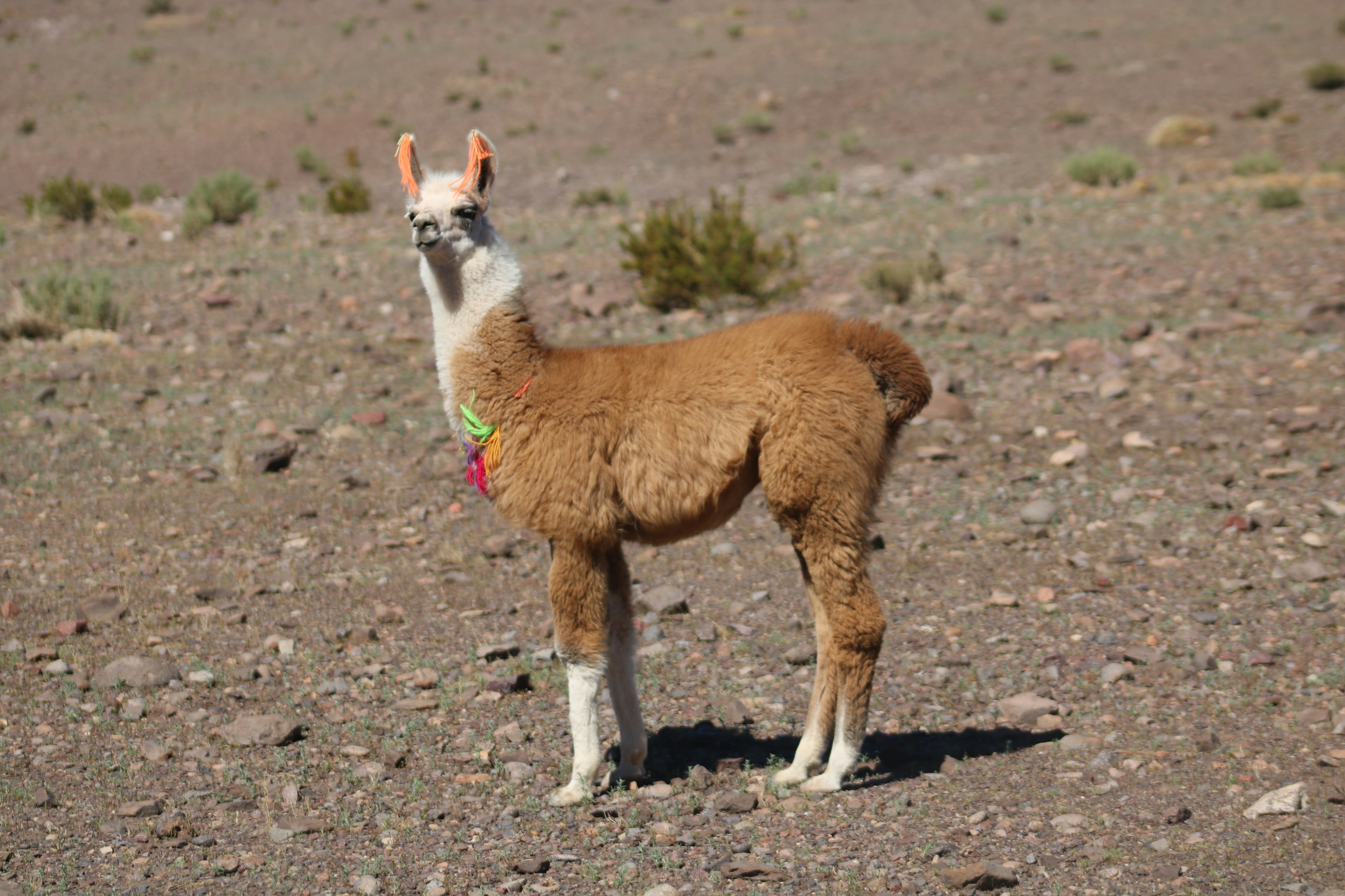 A brown llama with an ear tassel standing close to the camera in high desert