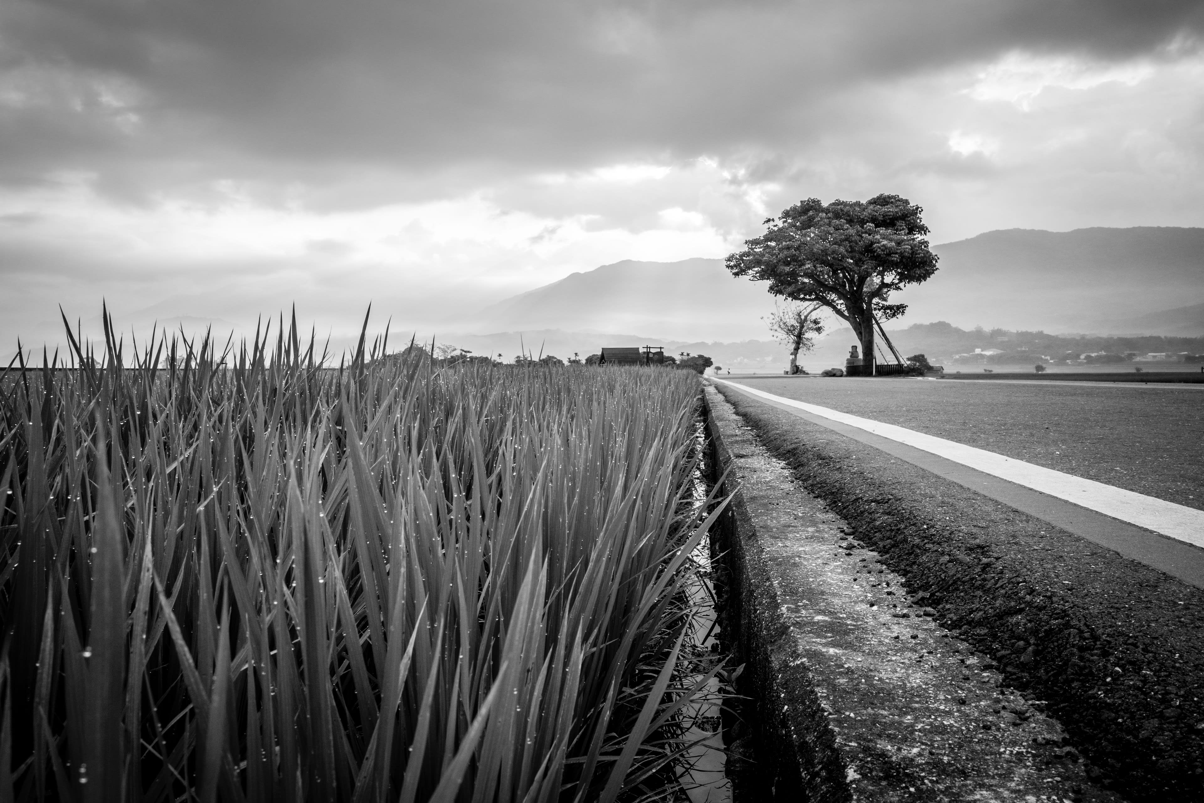 A black and white photograph of a straight road through rice fields with a single tree