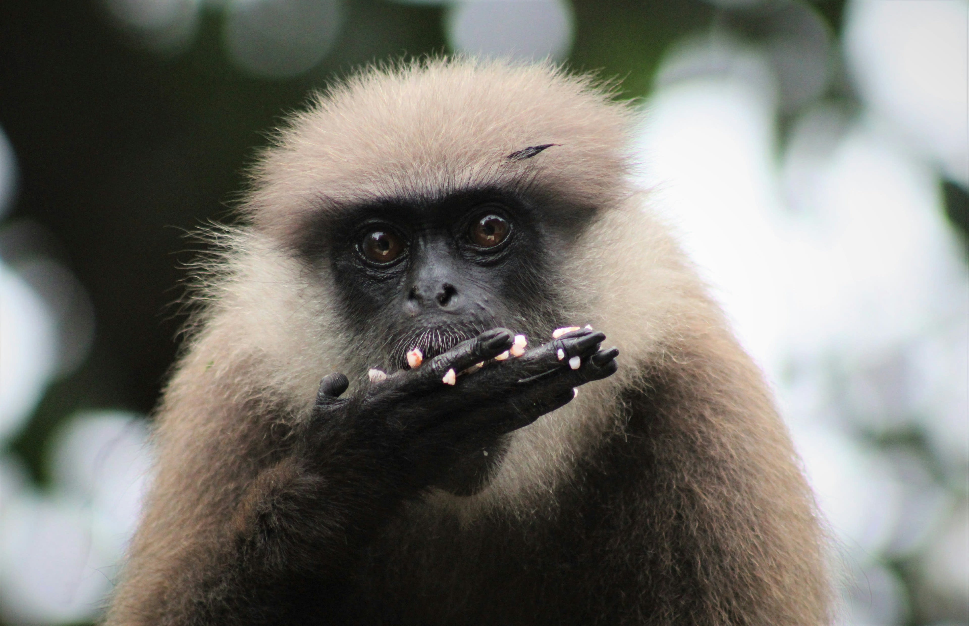 A grey langur with white cheek whiskers feeding with both hands on a branch