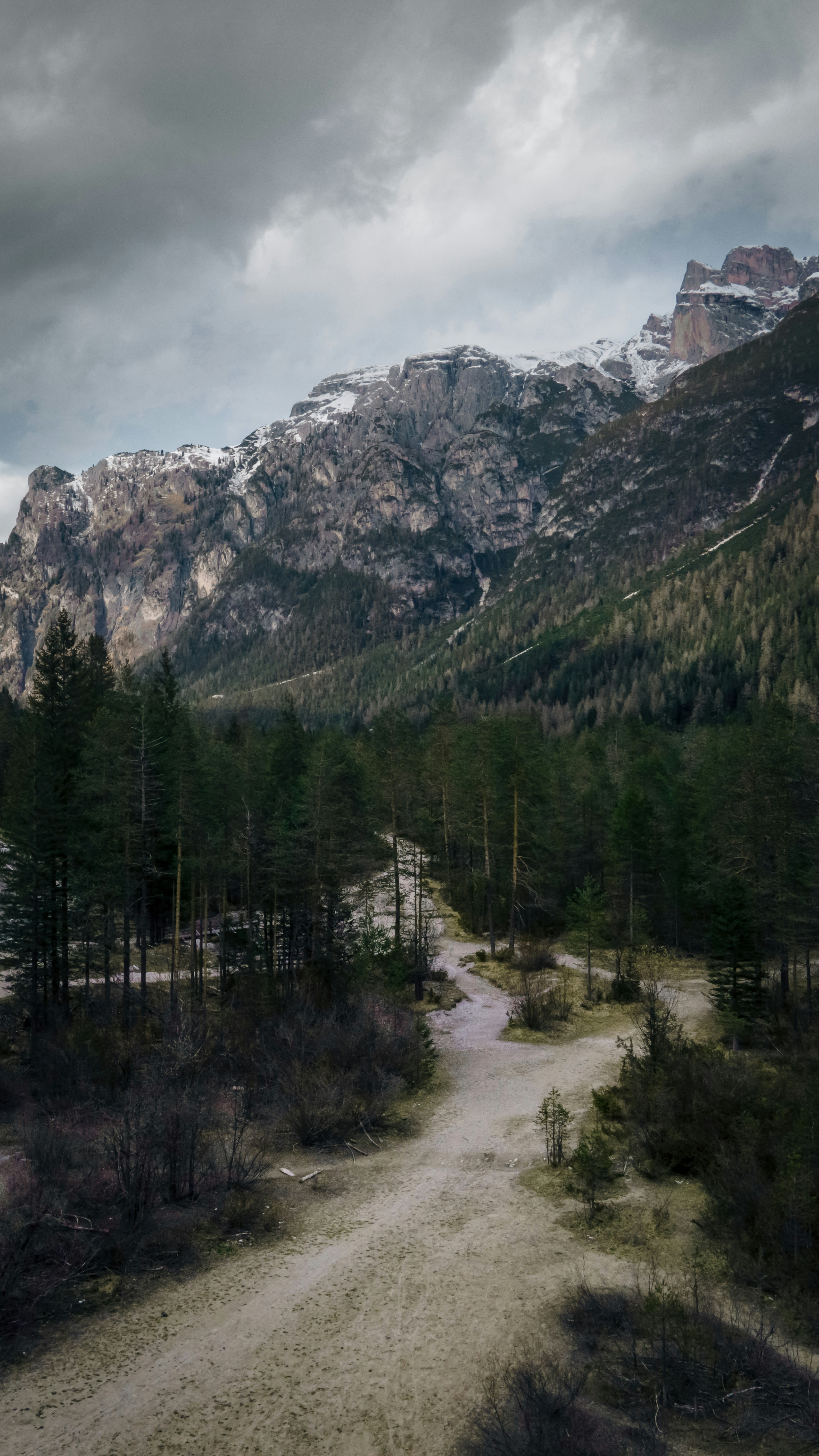 A pale gravel path running into dark pine forest under mist