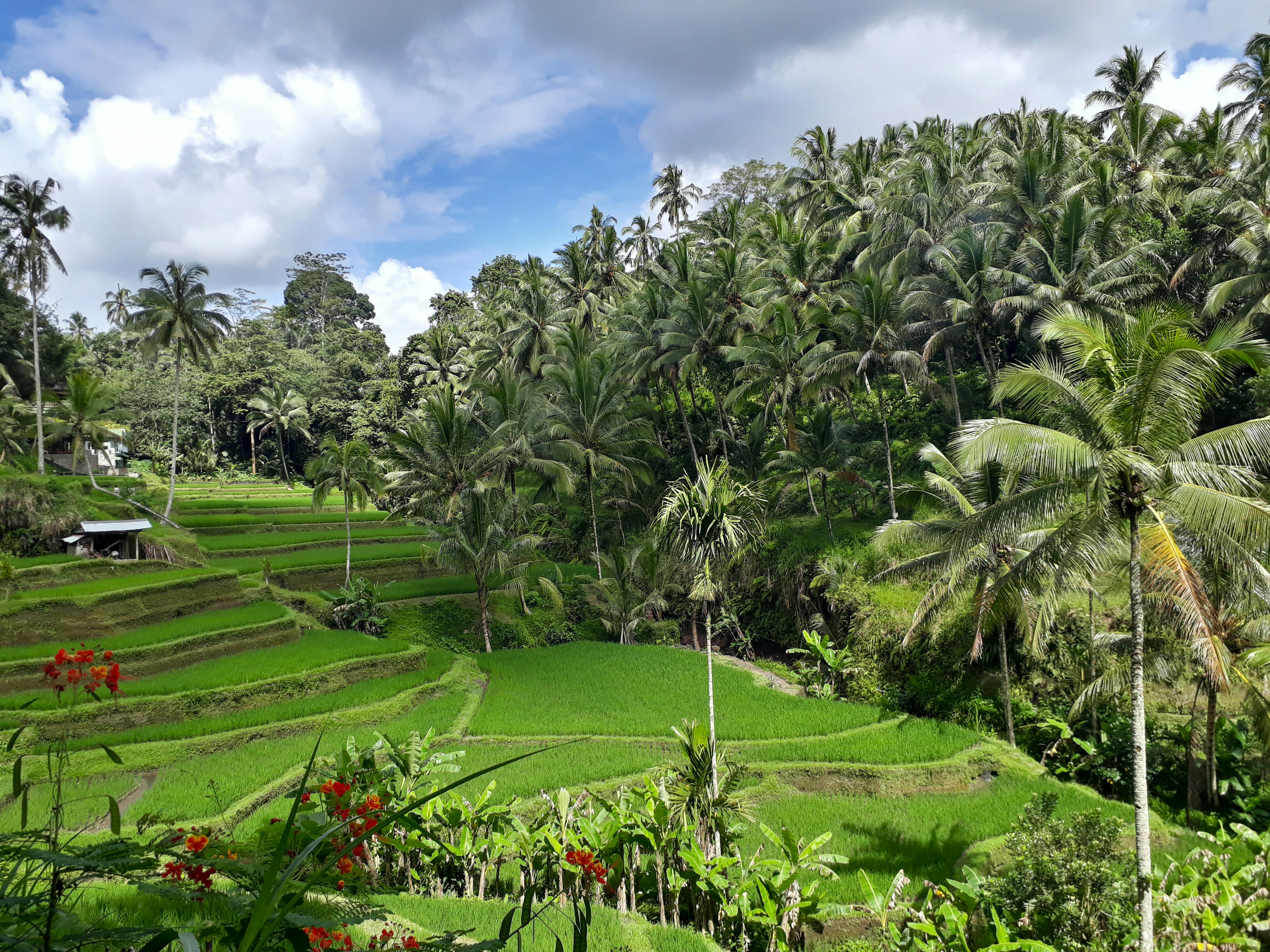 Green terraced rice paddies stepping down among palm trees