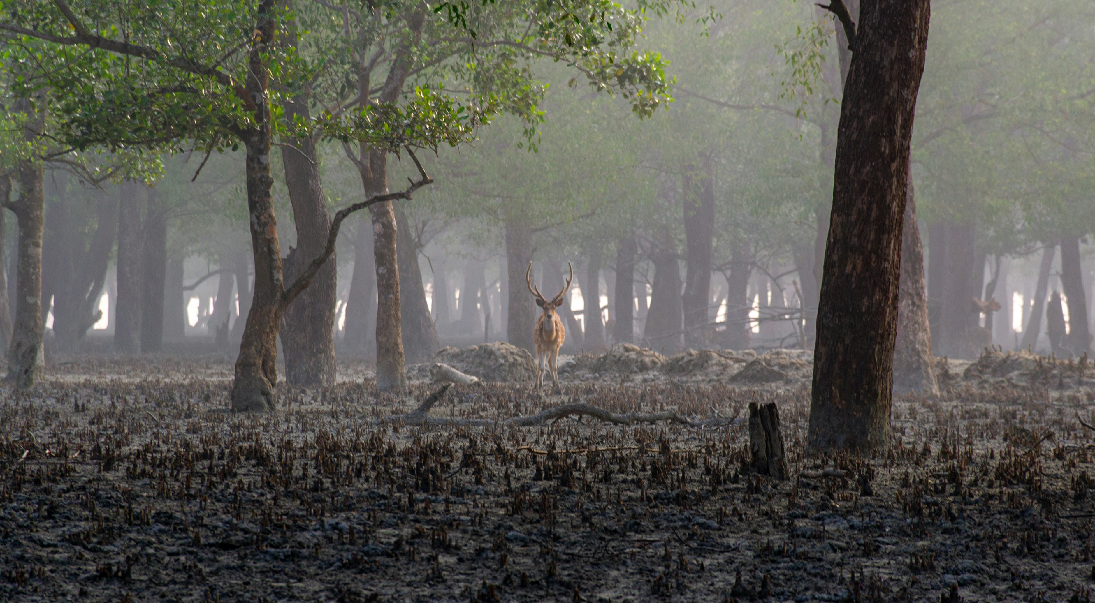 Bare mangrove trees standing in mist above a mudflat covered in upright breathing roots