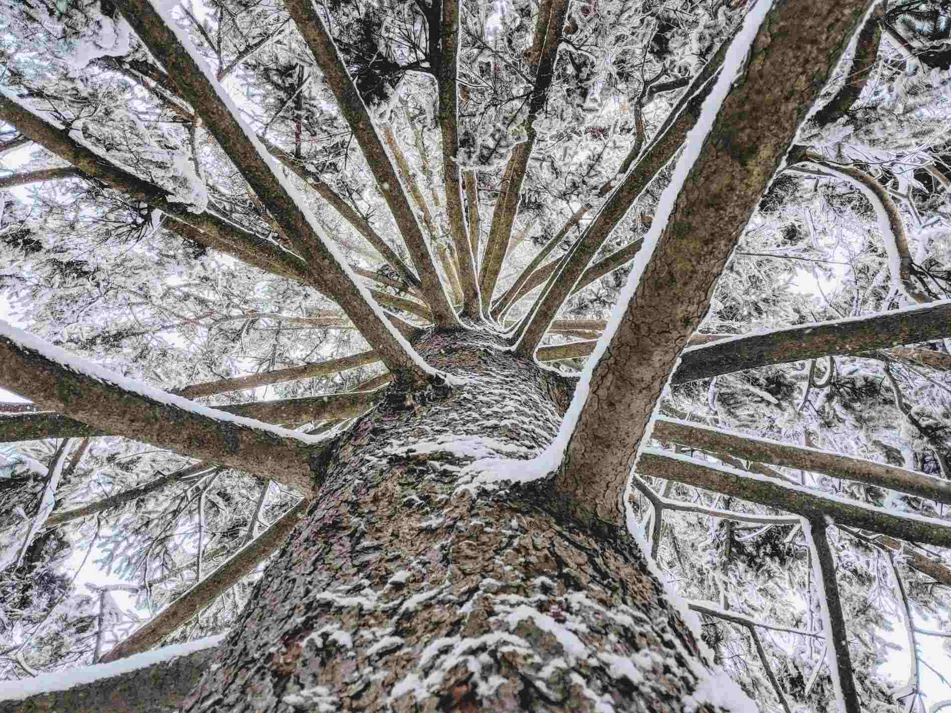 tree branches