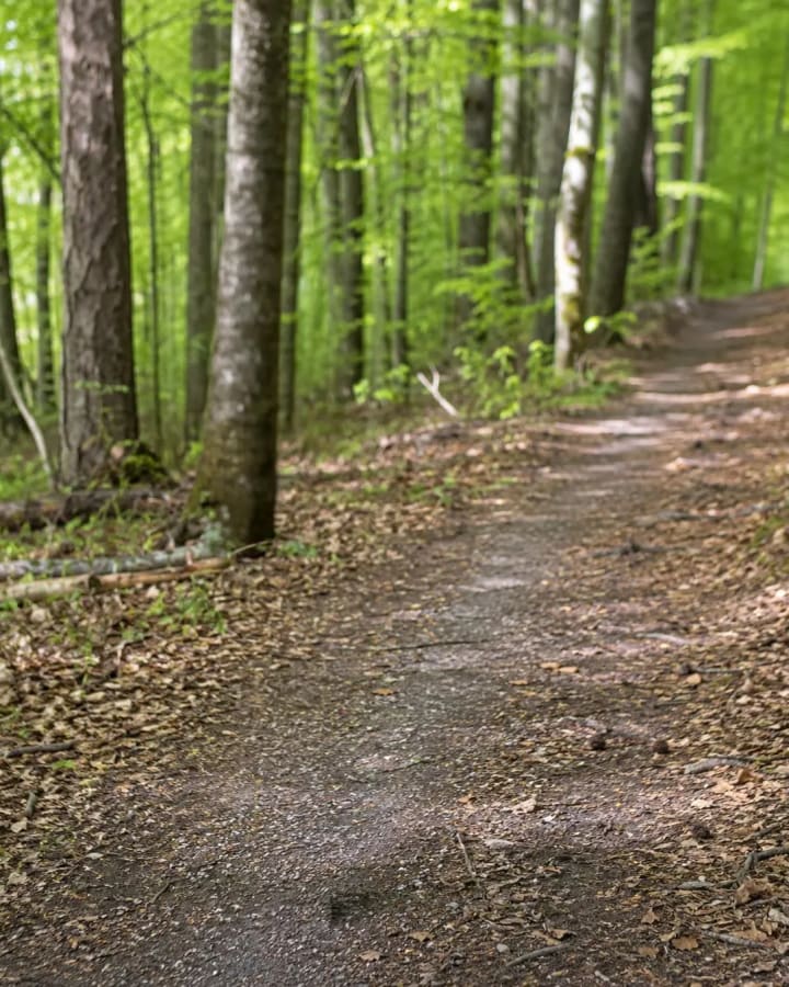 Nordic Walking im Wald bei Norderstedt, Präventionskurs von Physiowohltat