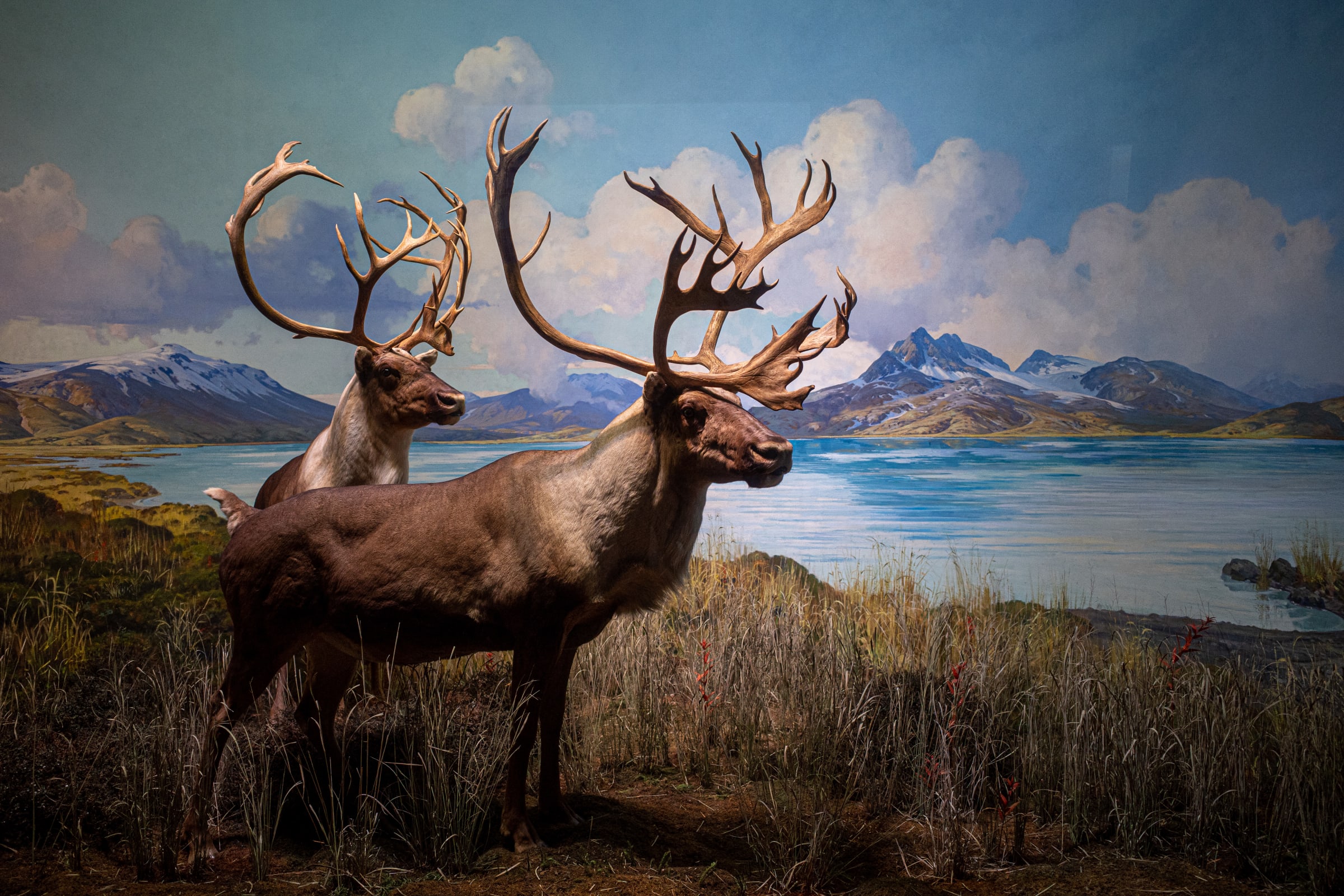 Hall of North American Mammals #9