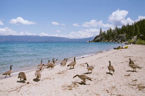 Canada Goose