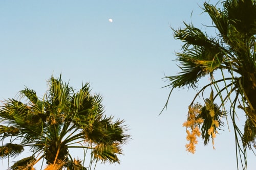 Palm Trees And Moon