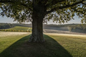 Montepulciano villa rental