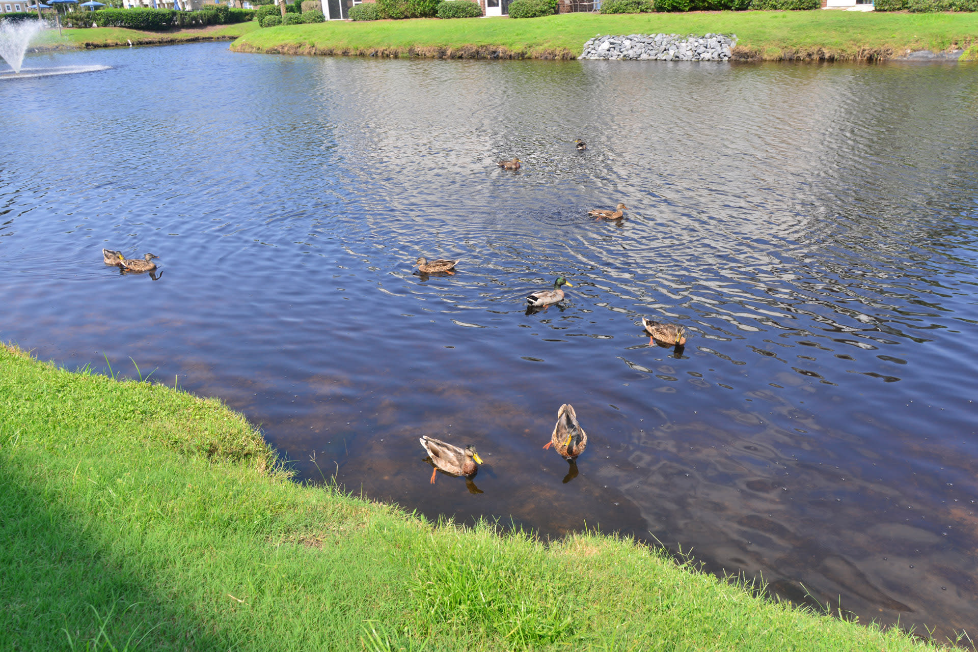 Lakefront at Barefoot Resort w Massive Waterfront Pool Close to Beach