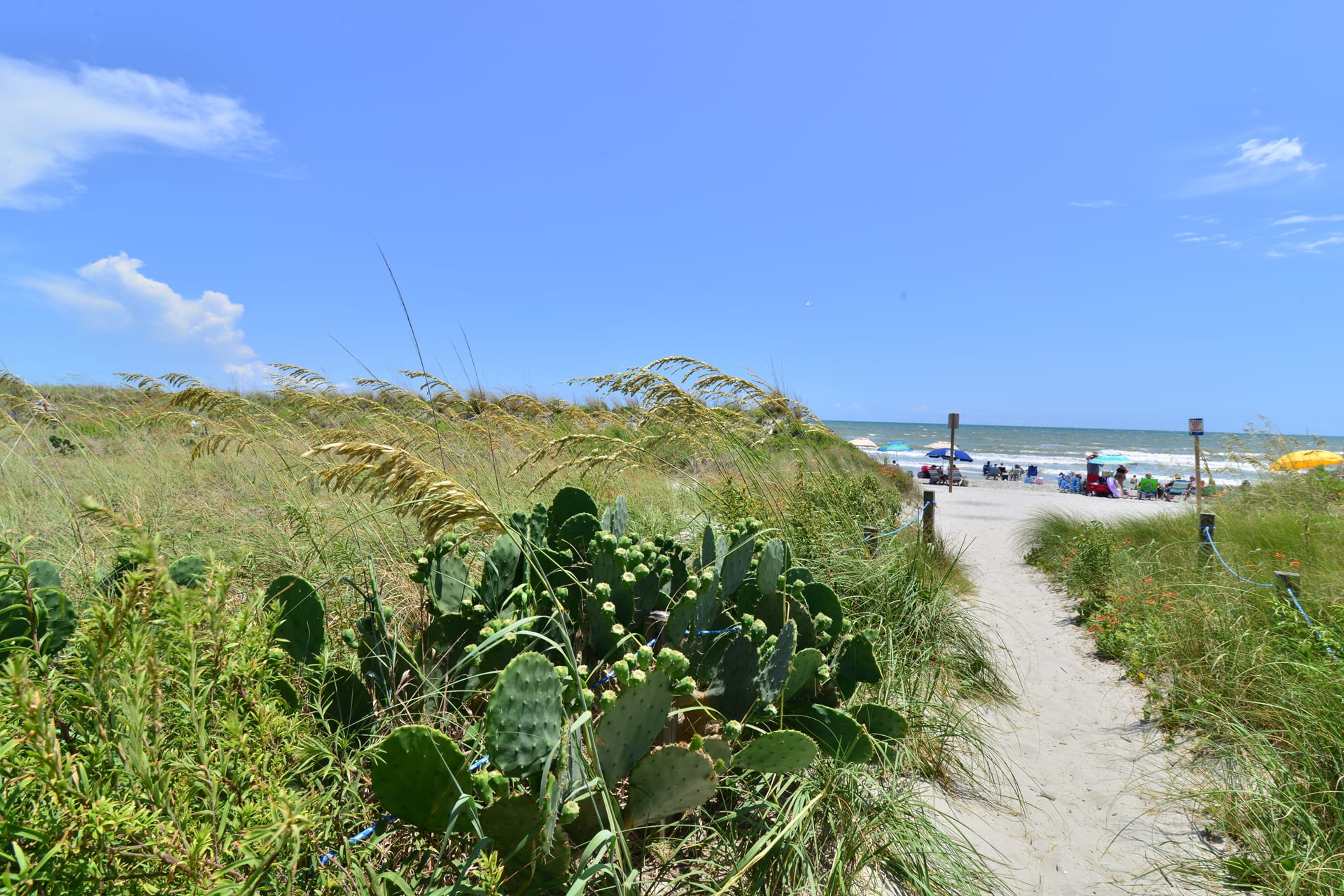 Direct Oceanfront Magic at Sea Marsh w Pool