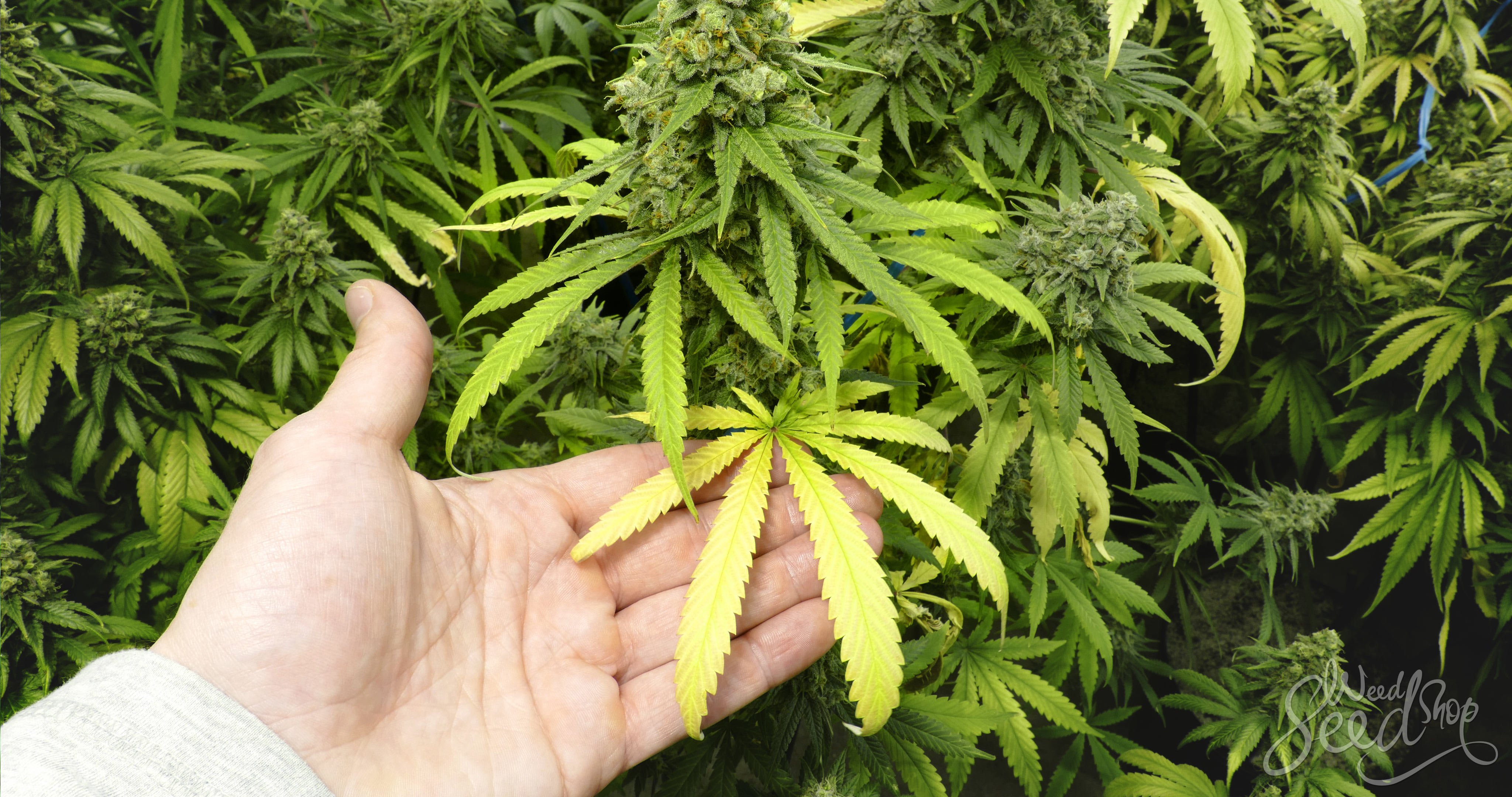 Guffel Dein Cannabis Portal Guffel Com