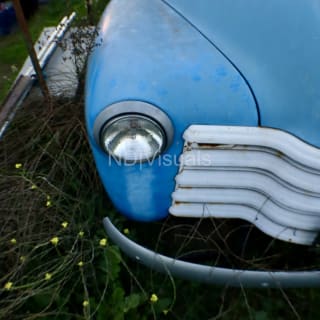 Reclaimed by the Bush