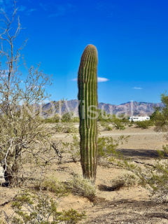 Lonely Saguaro