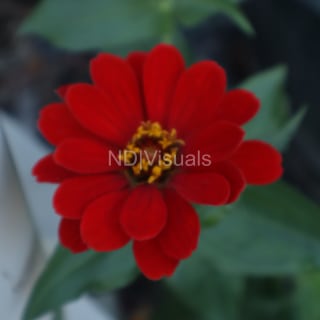 Red Flower