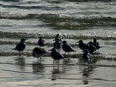 Birds