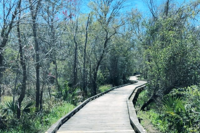a wooden pathway leading into a swampy park