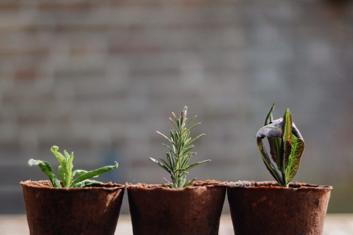 Three plants in the initial growth stages - Three years of growth