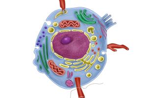 Portfolio for Medical Illustration